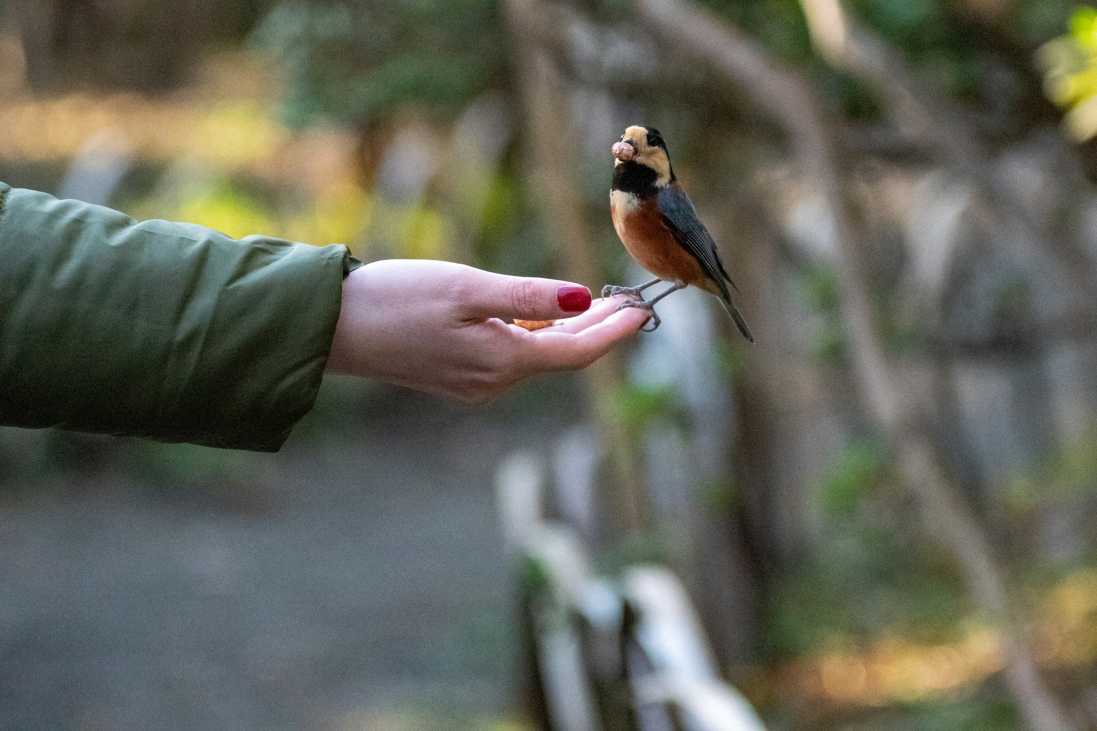 A bird perched on a hand with a blurred natural background