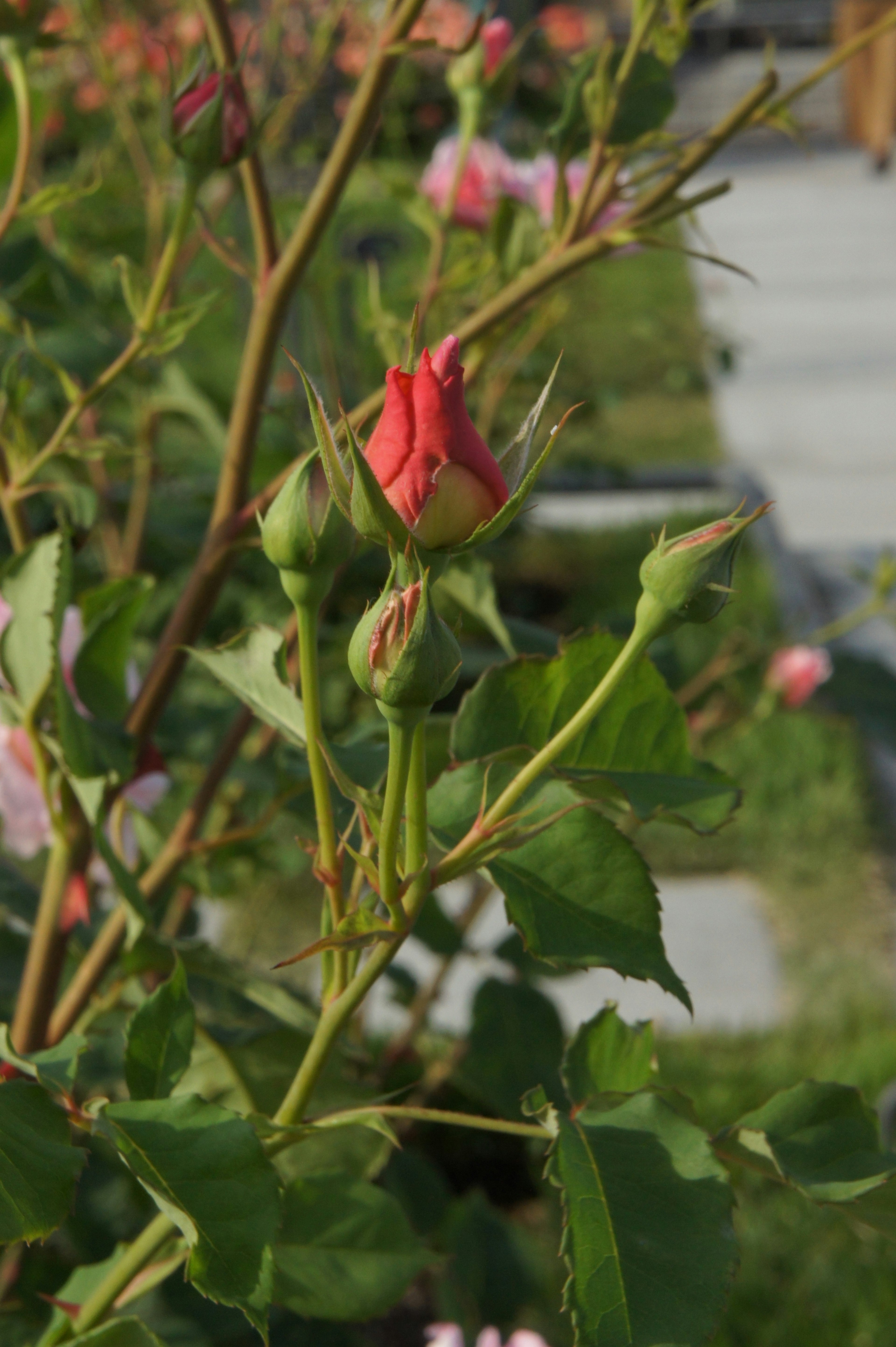 Un capullo de rosa roja con hojas verdes en un tallo