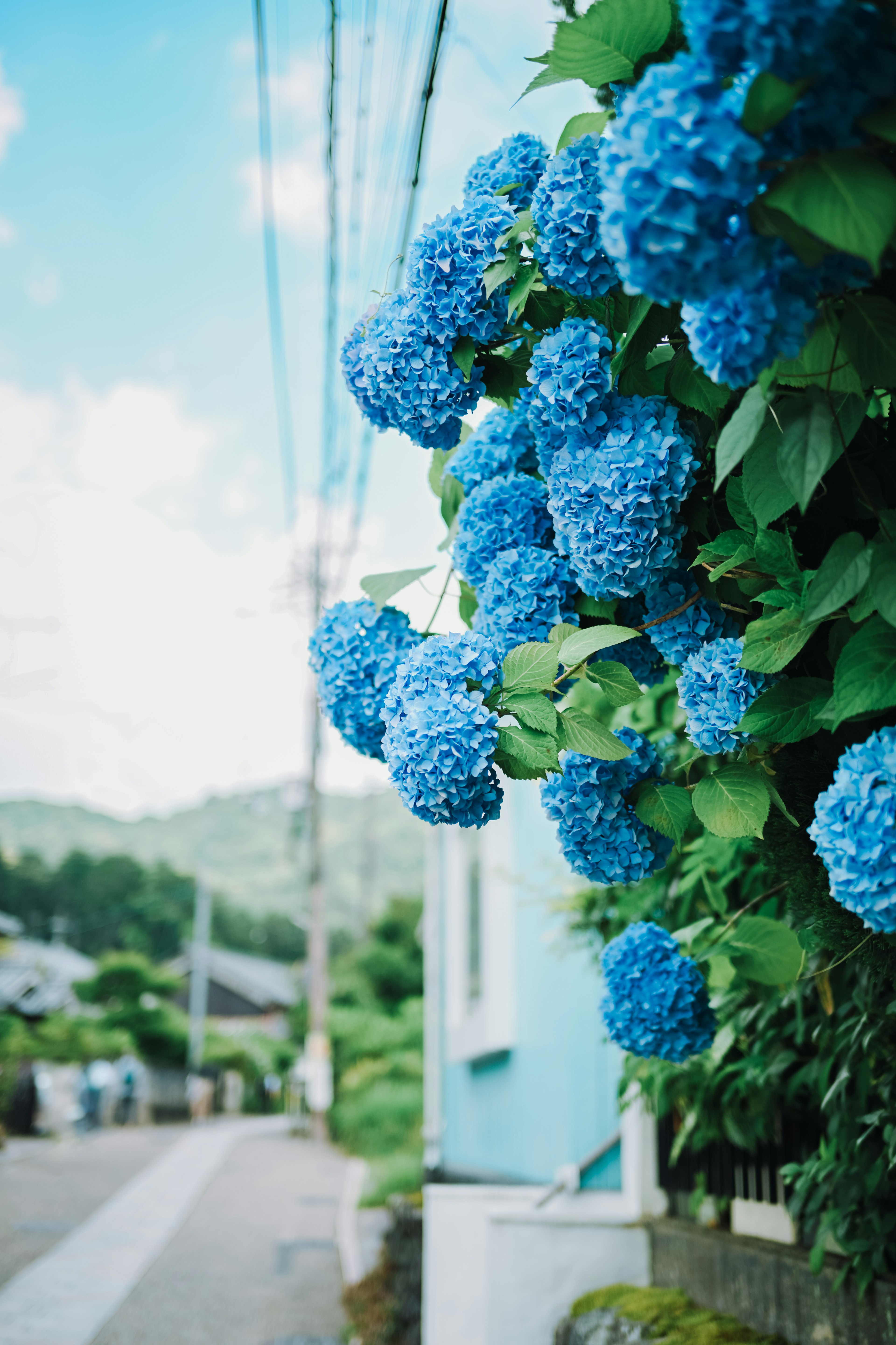 Flores de hortensia azules vibrantes que caen a lo largo de una pared junto a una casa azul claro