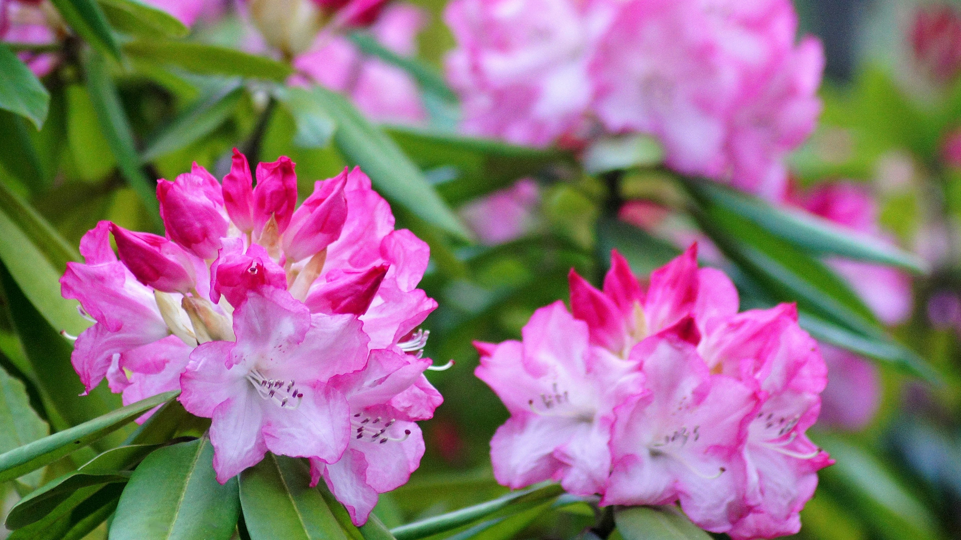 鮮やかなピンクのツツジの花が咲いている