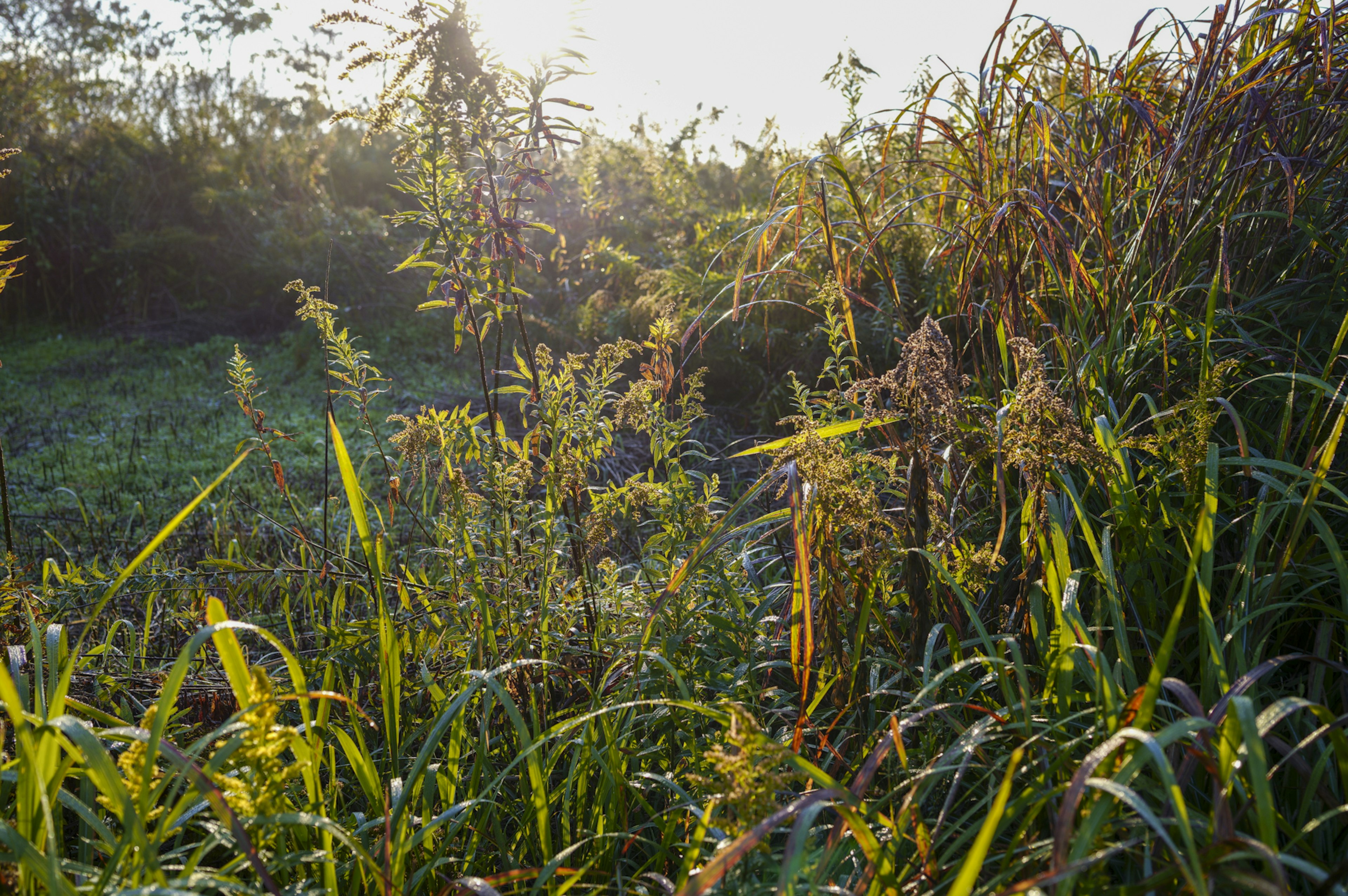 Hierba verde y plantas con flores amarillas creciendo en luz suave