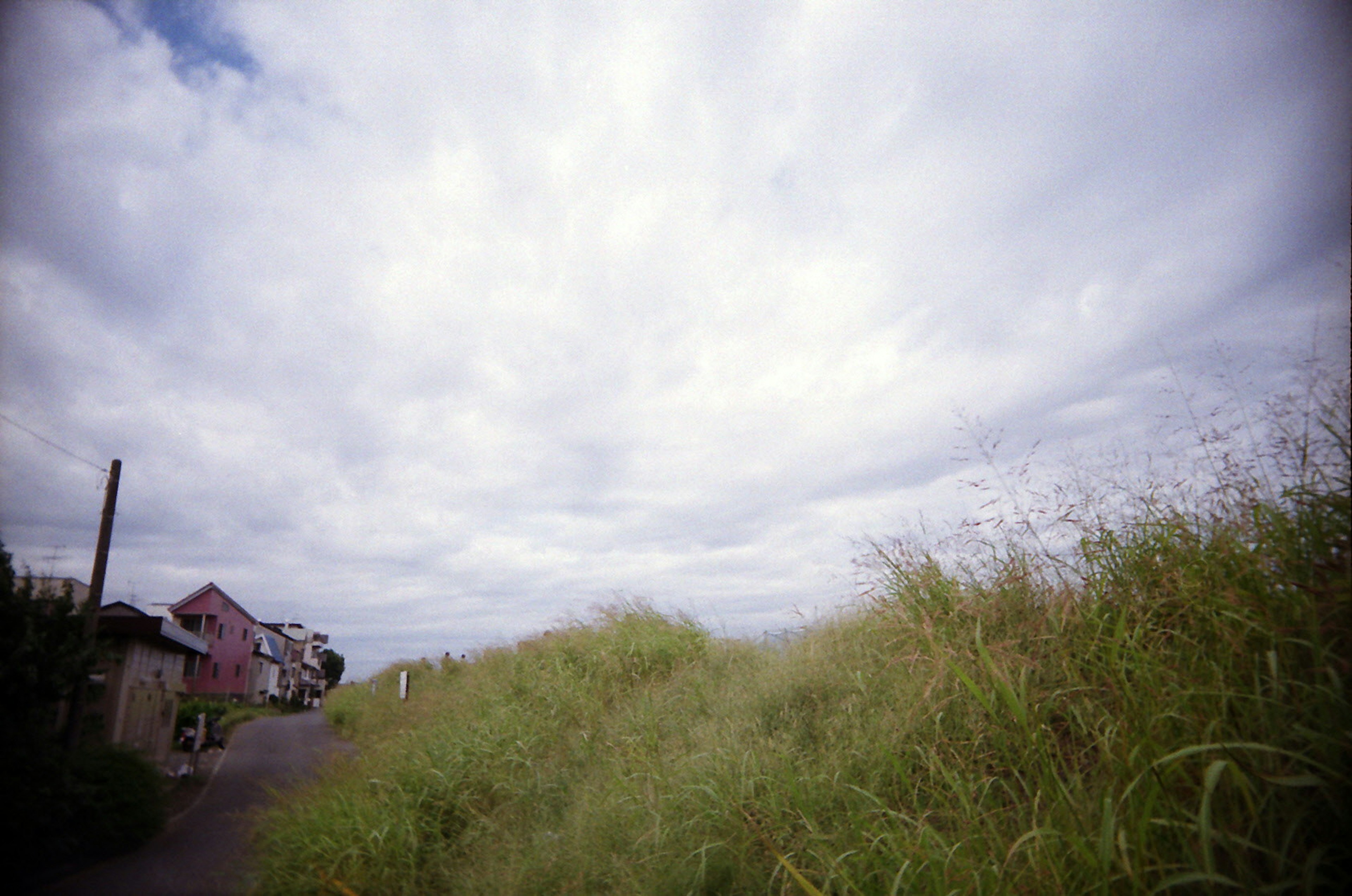 草が生い茂った道と曇り空の風景