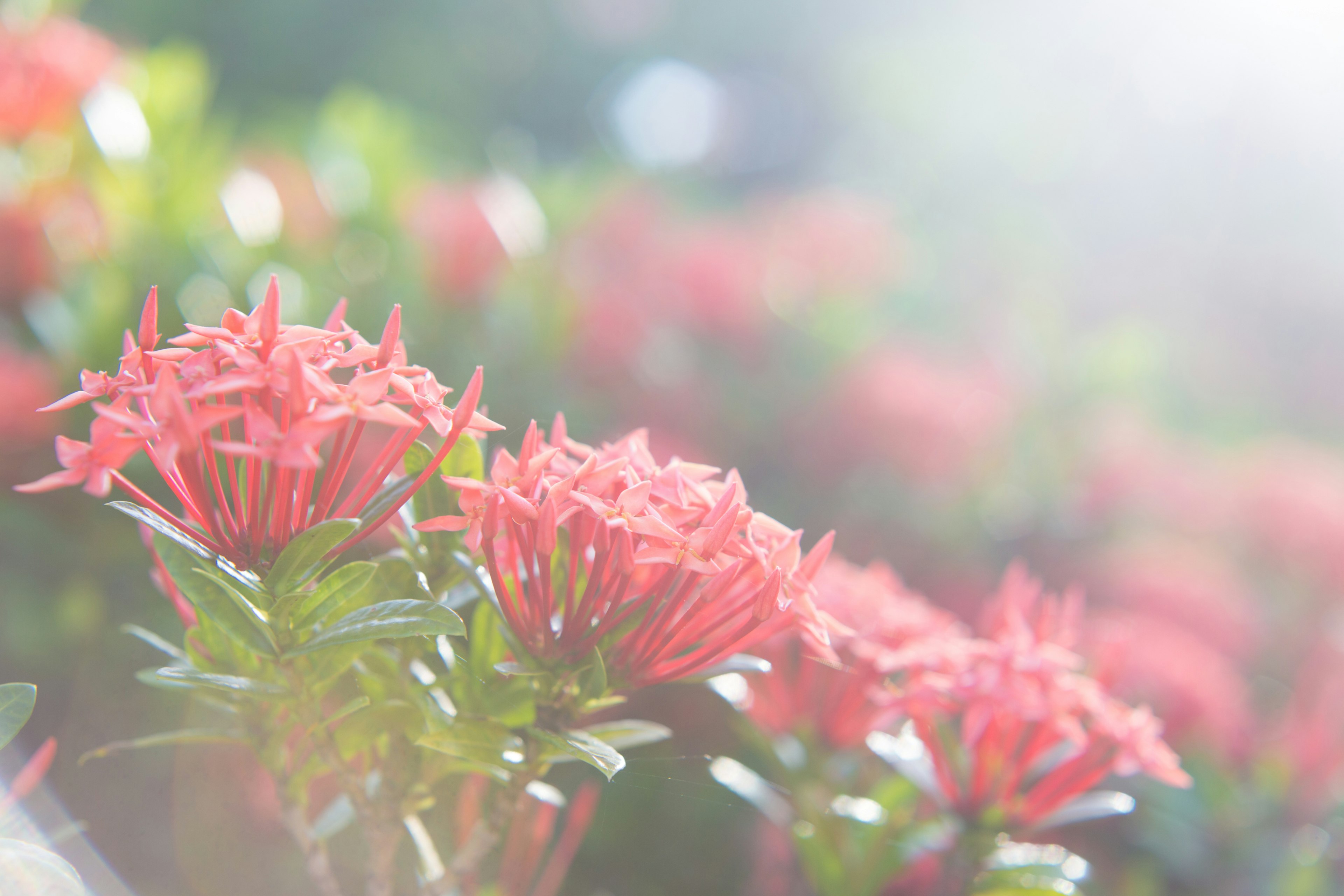 Vibrant red flowers blooming in a soft focus background