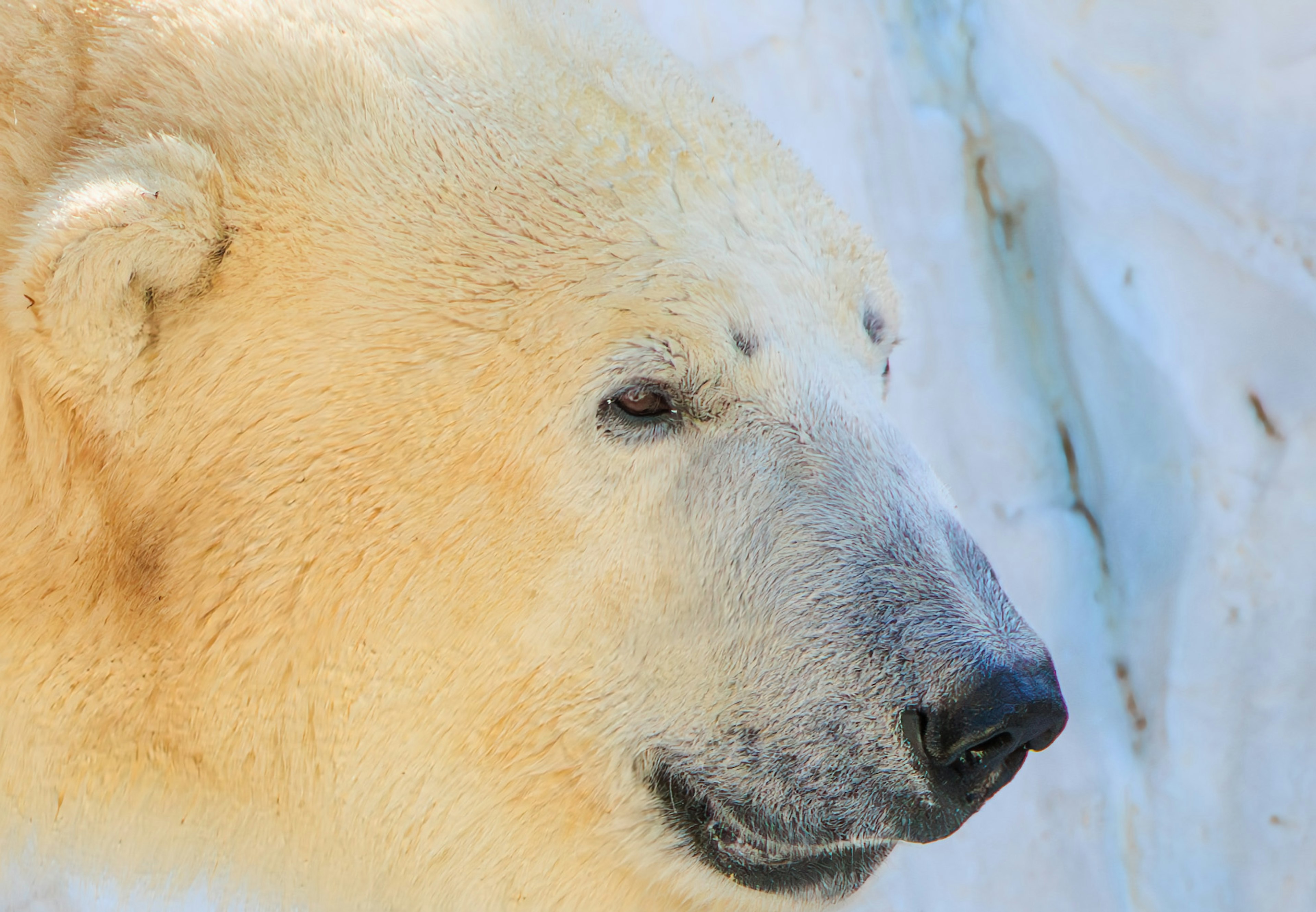 Close-up of a polar bear's face calm expression and bright fur