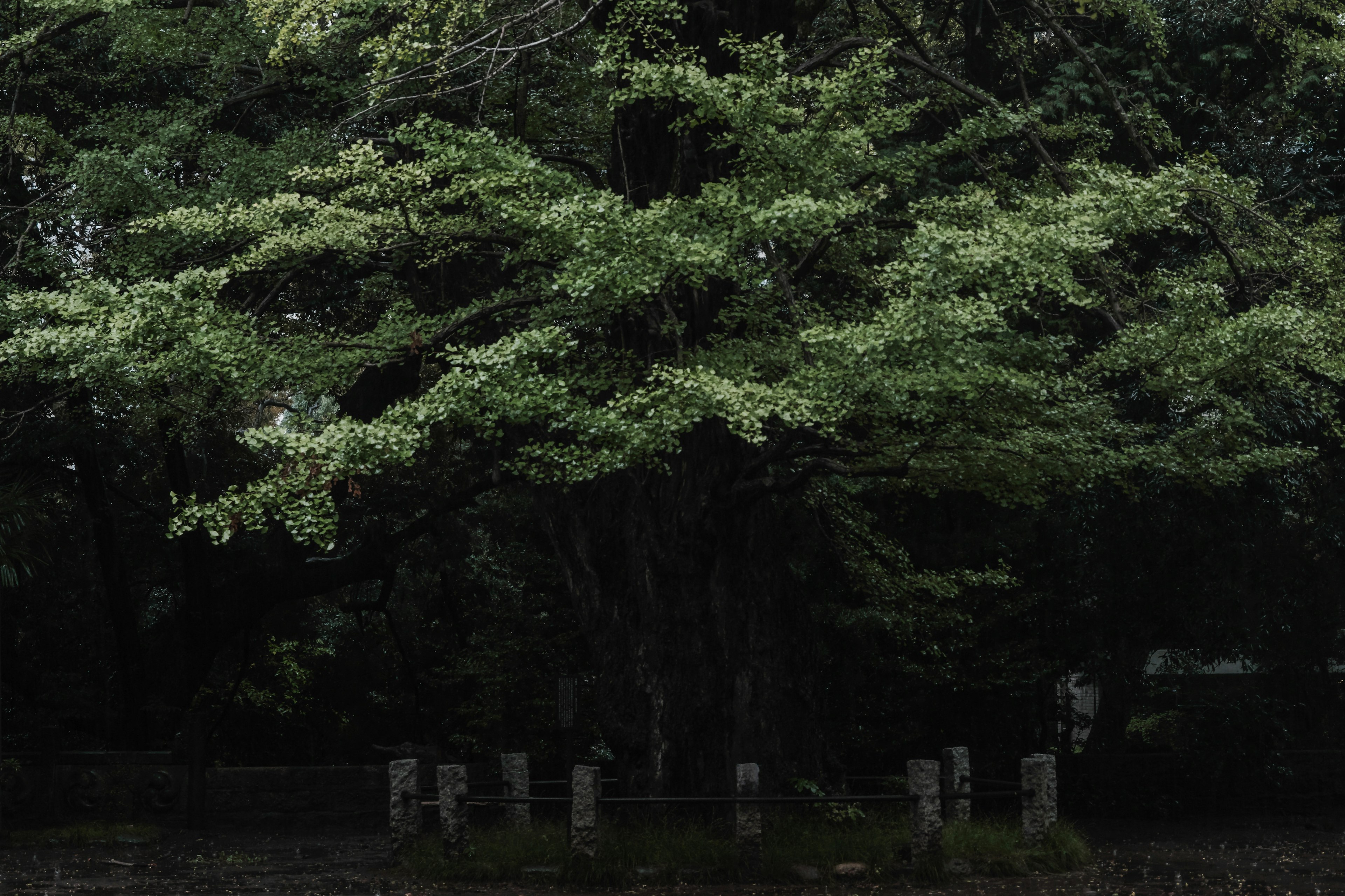 Grand arbre avec des feuilles vertes entouré par la nature