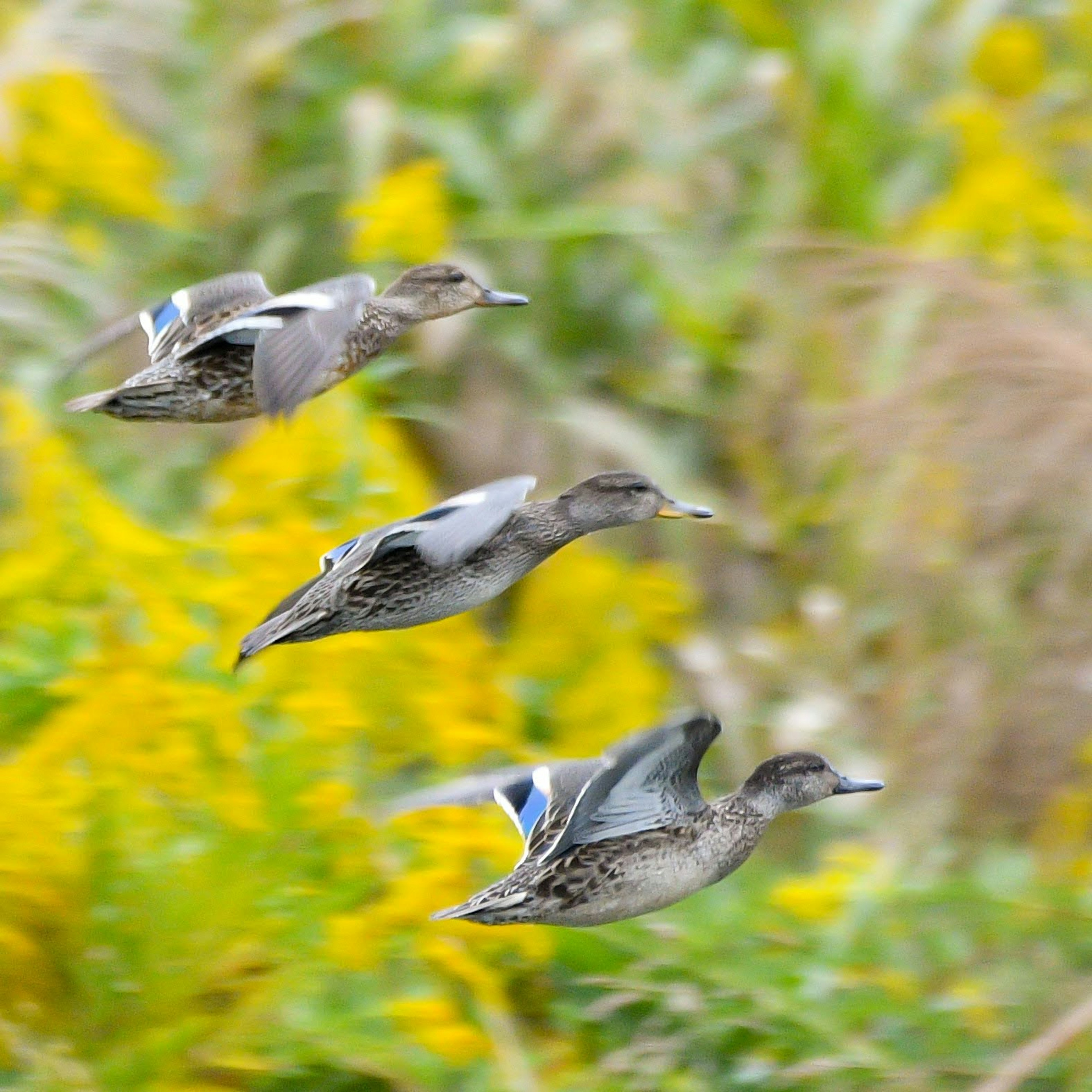 Tres patos volando en formación contra un fondo de flores amarillas