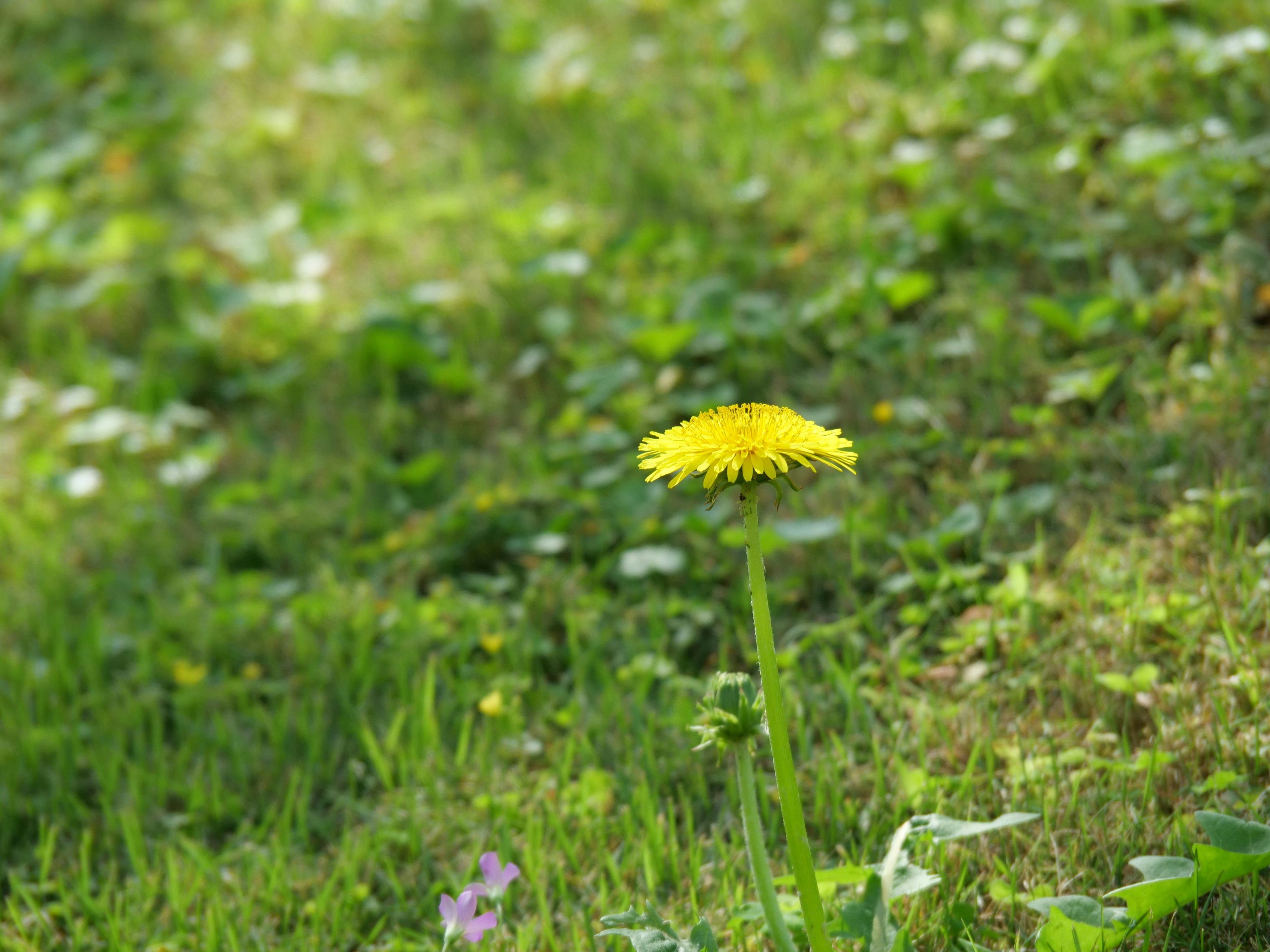 Eine gelbe Löwenzahnblüte steht im grünen Gras