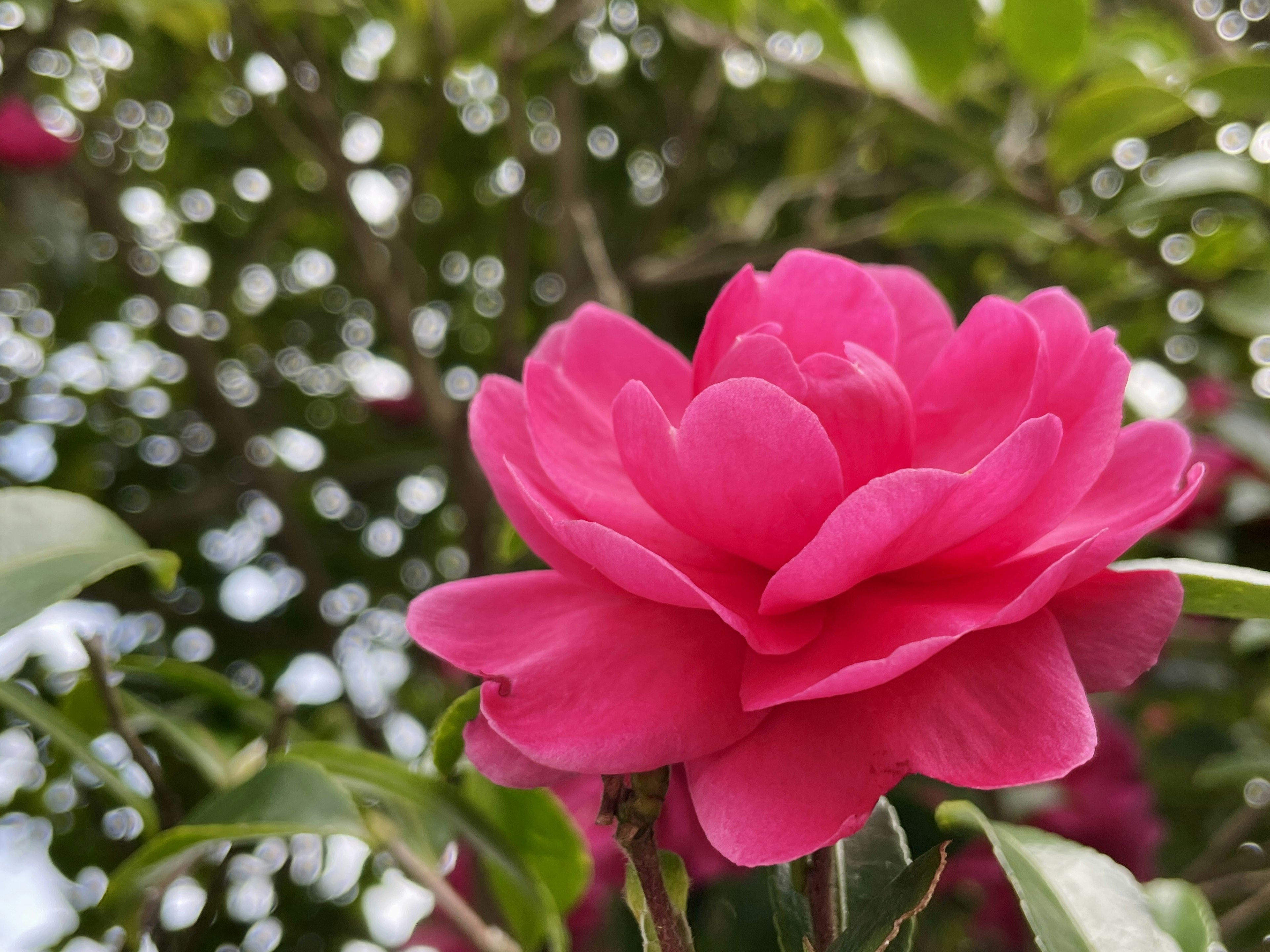 Bunga pink cerah dikelilingi daun hijau