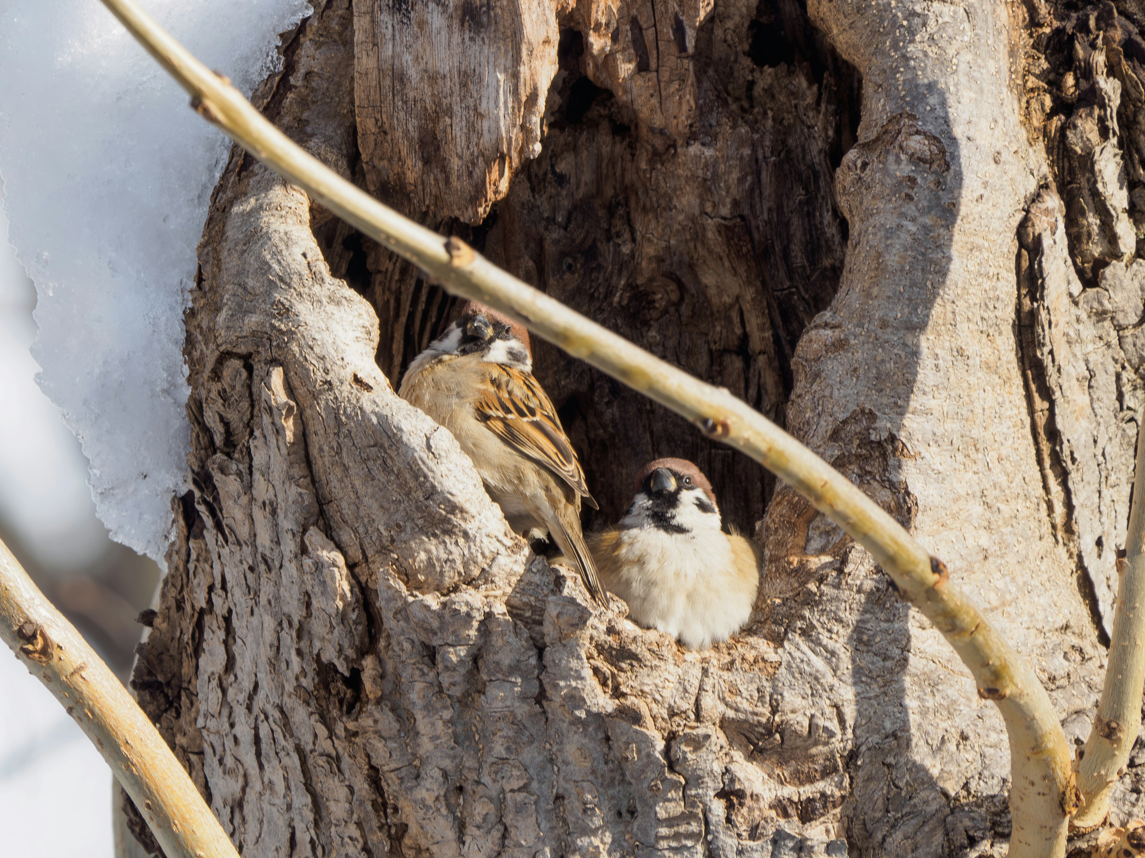 Dos gorriones descansando en un hueco de árbol