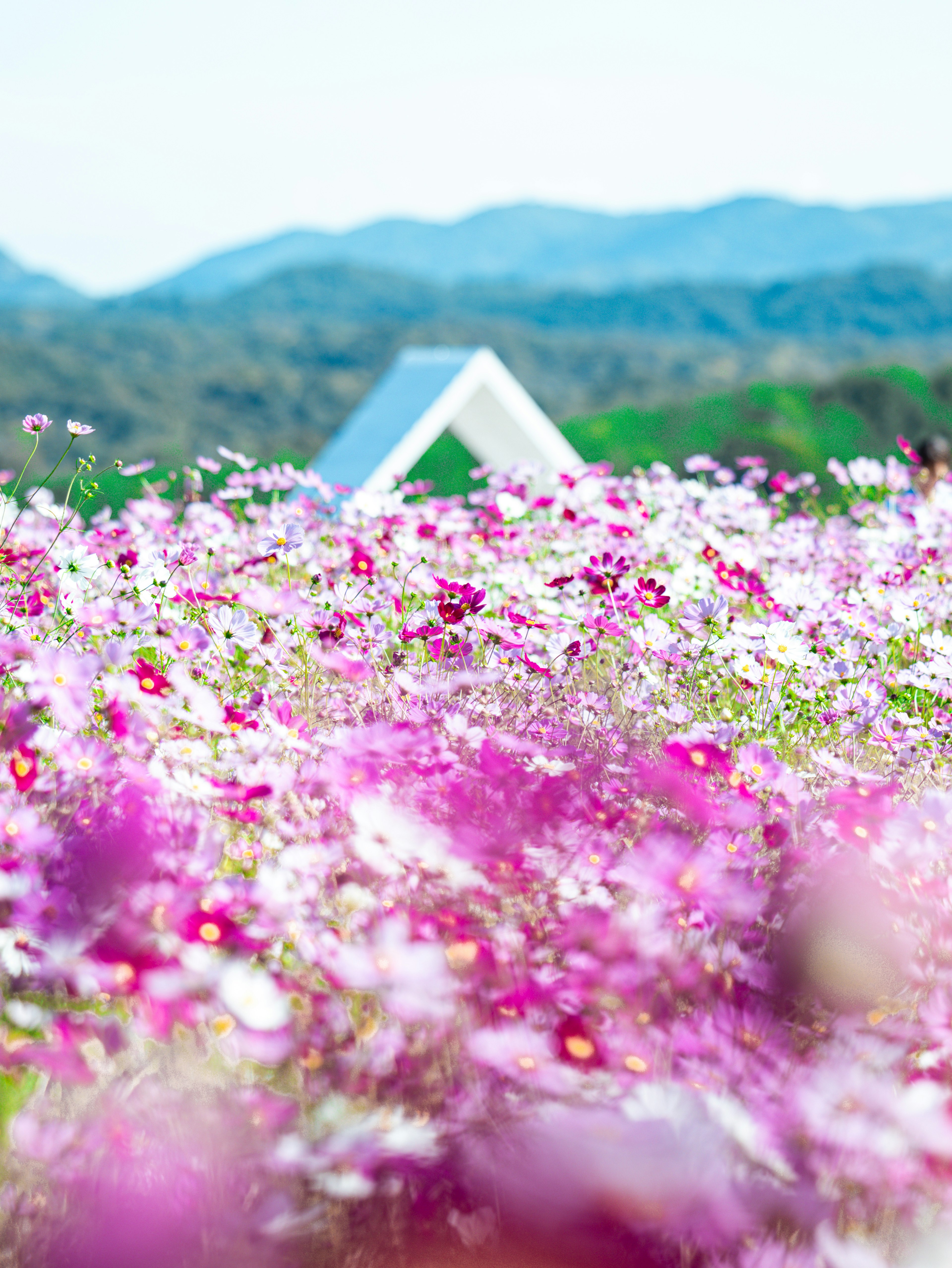 Un campo de flores de cosmos coloridas con una casa blanca al fondo