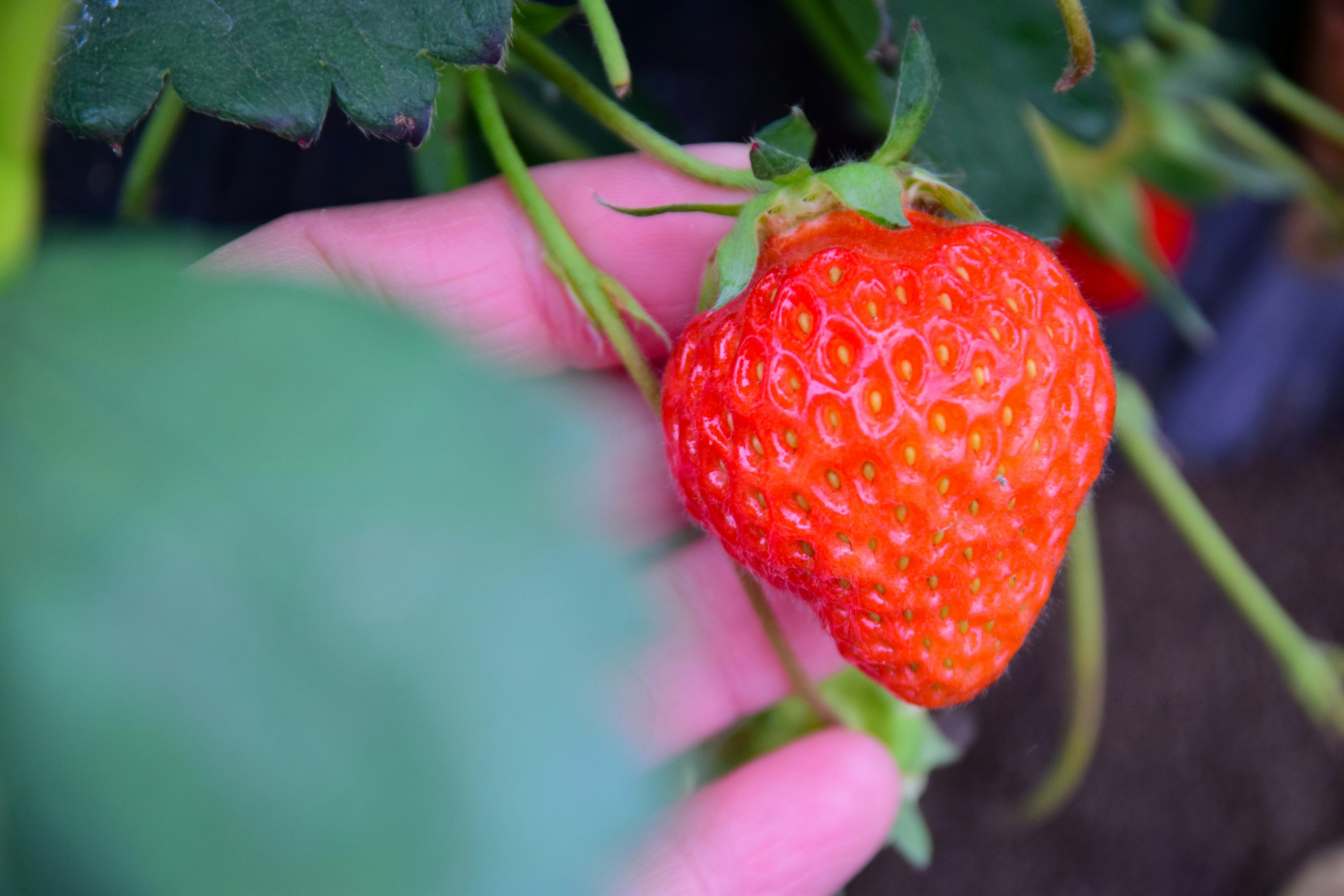 Une main tenant une fraise rouge vive entourée de feuilles vertes