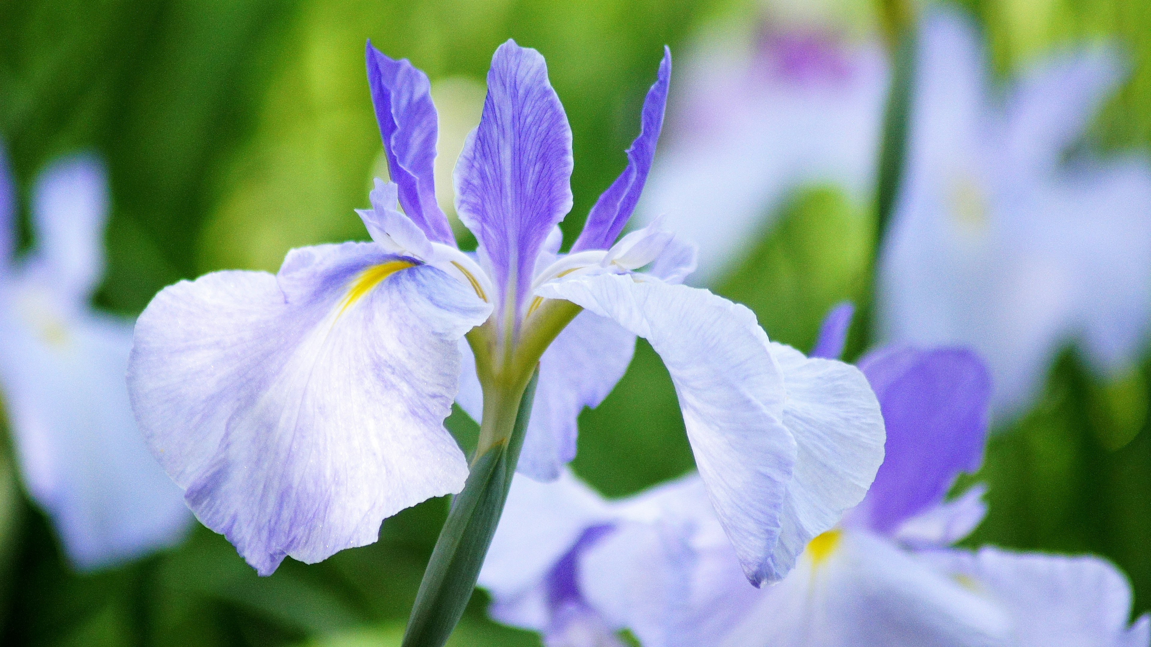 Flores de iris con pétalos azules y morados en flor