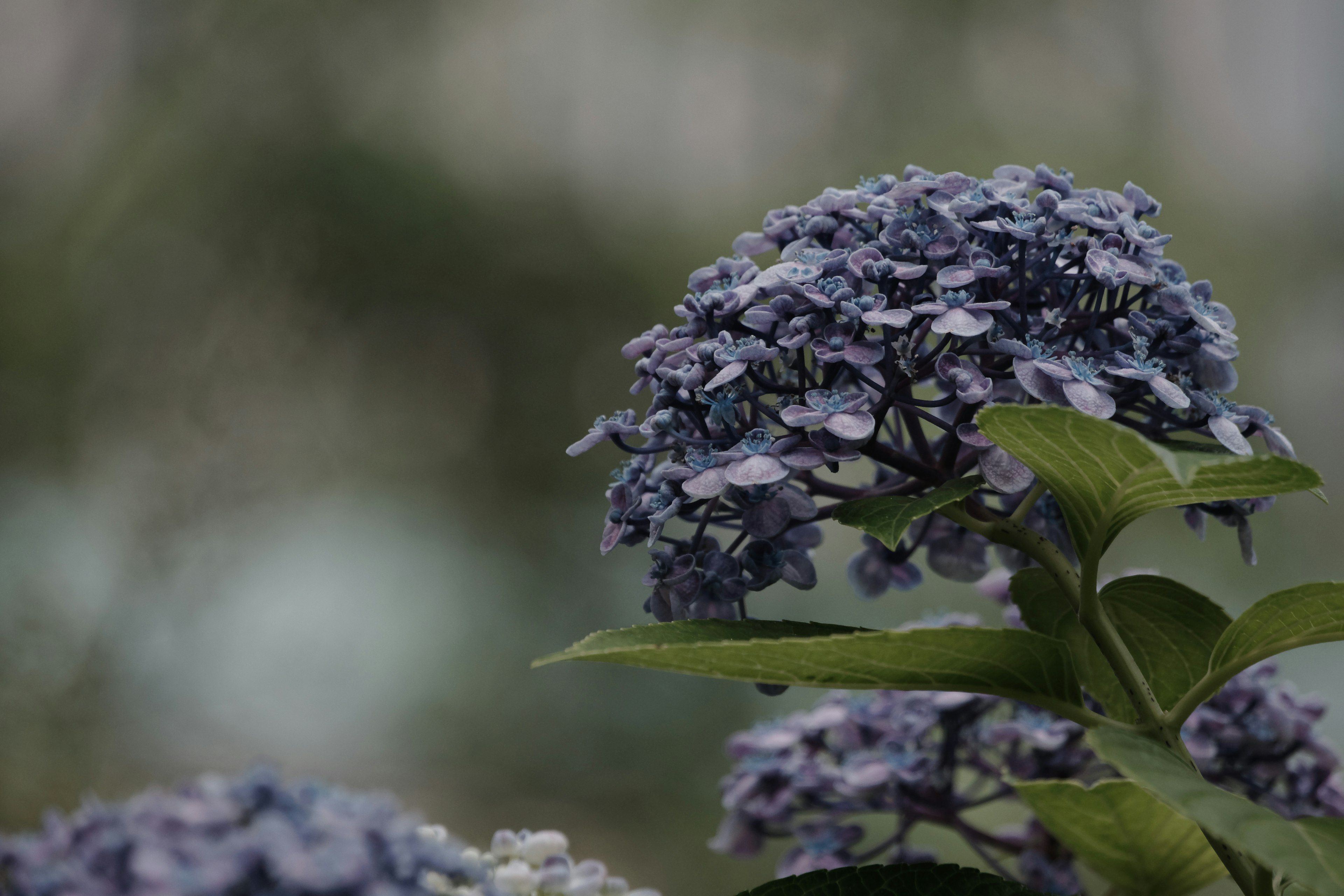 特写照片，展示蓝紫色花朵的植物