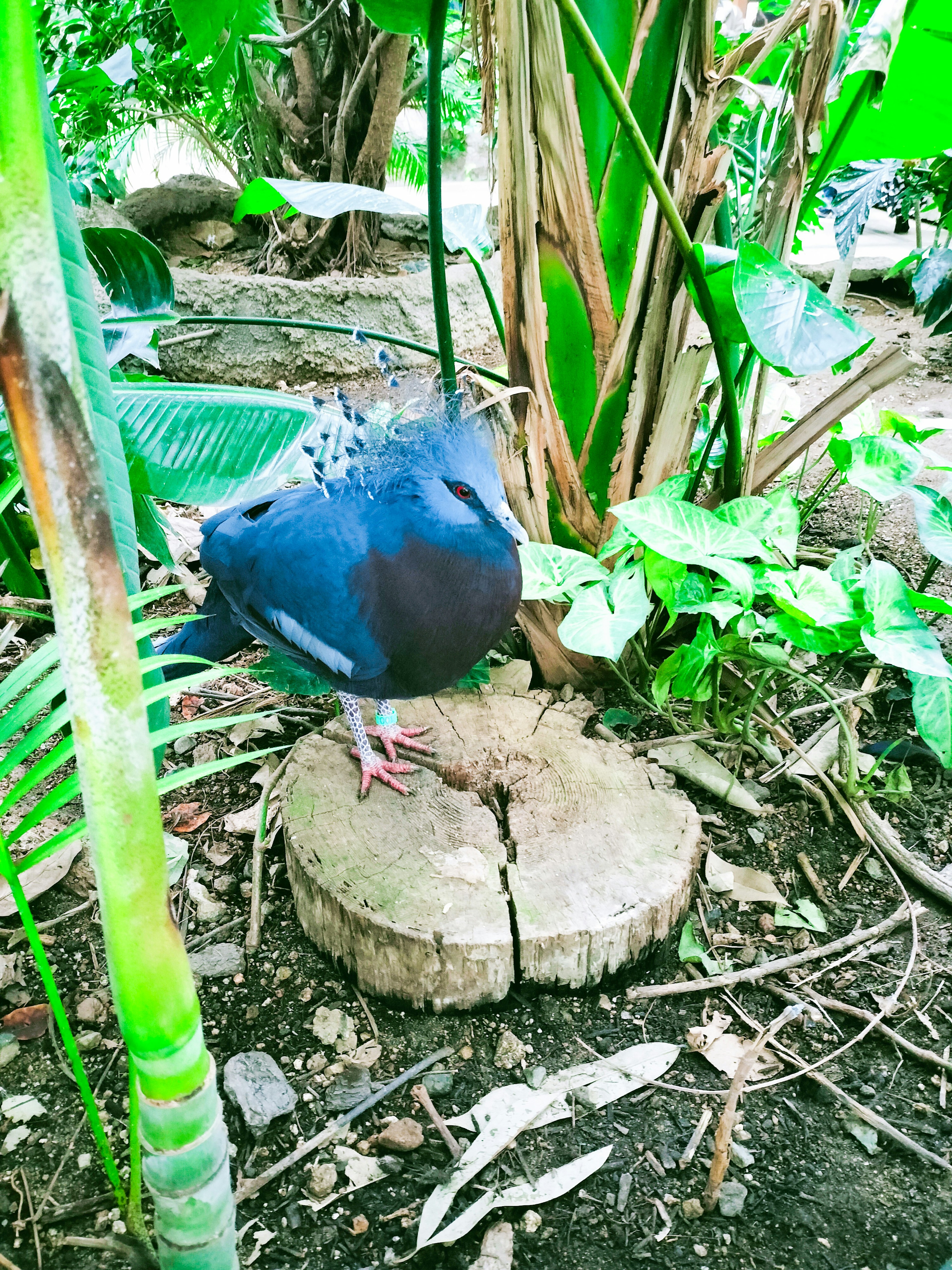 A blue-feathered bird standing on a tree stump in a lush green environment