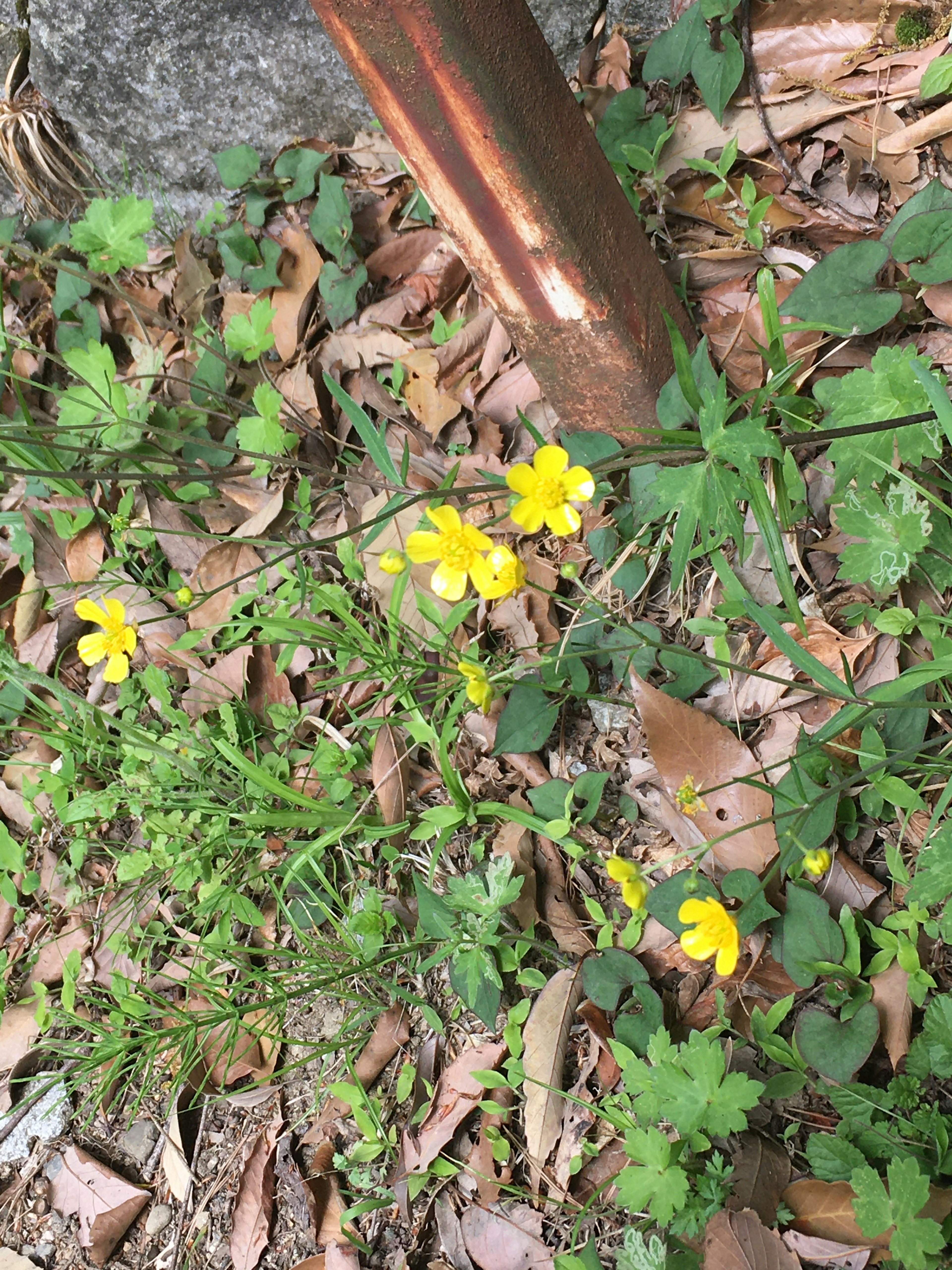 Gambar bunga kuning mekar di antara daun hijau