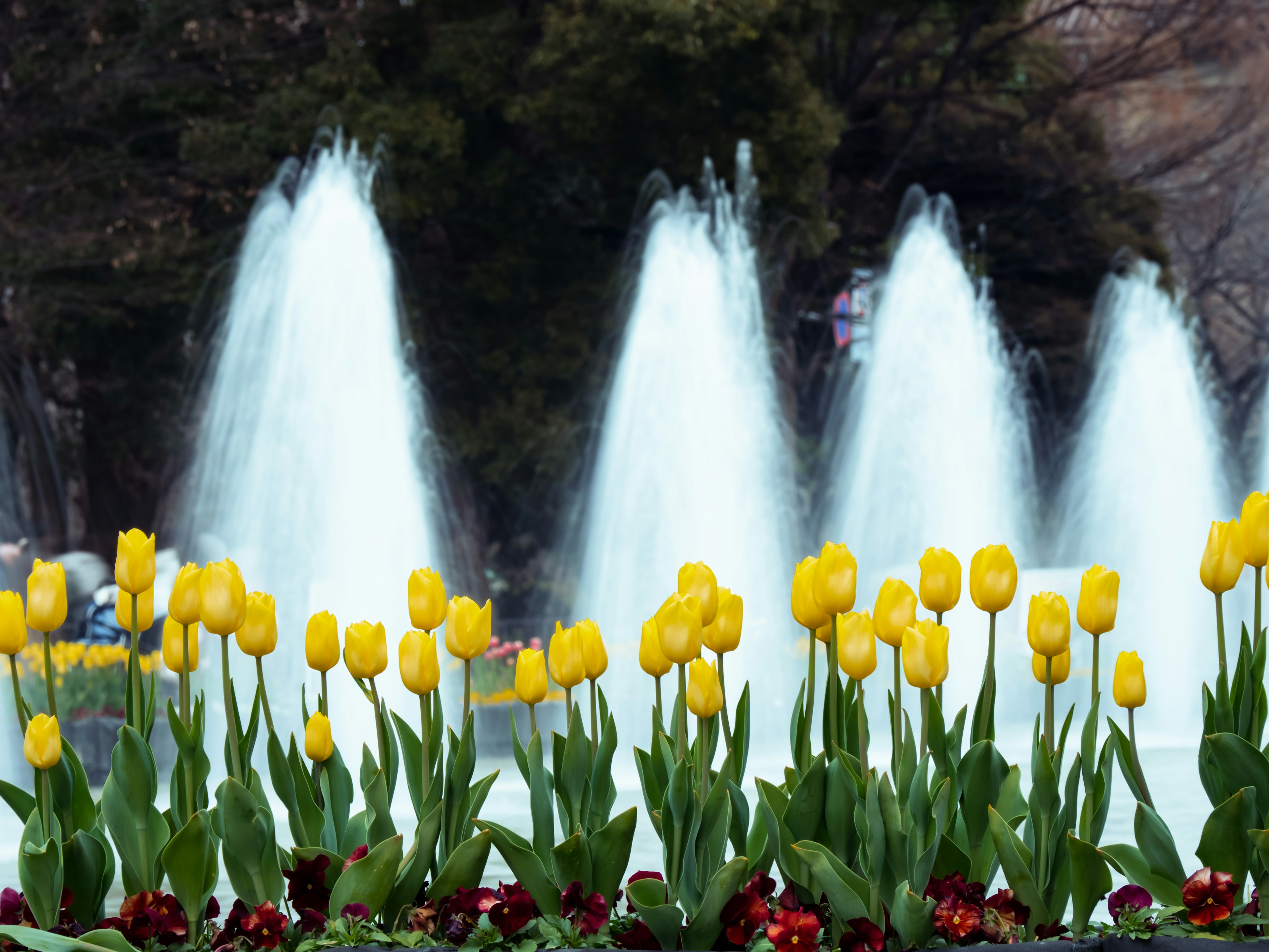 Escena de parque con tulipanes amarillos y fuentes