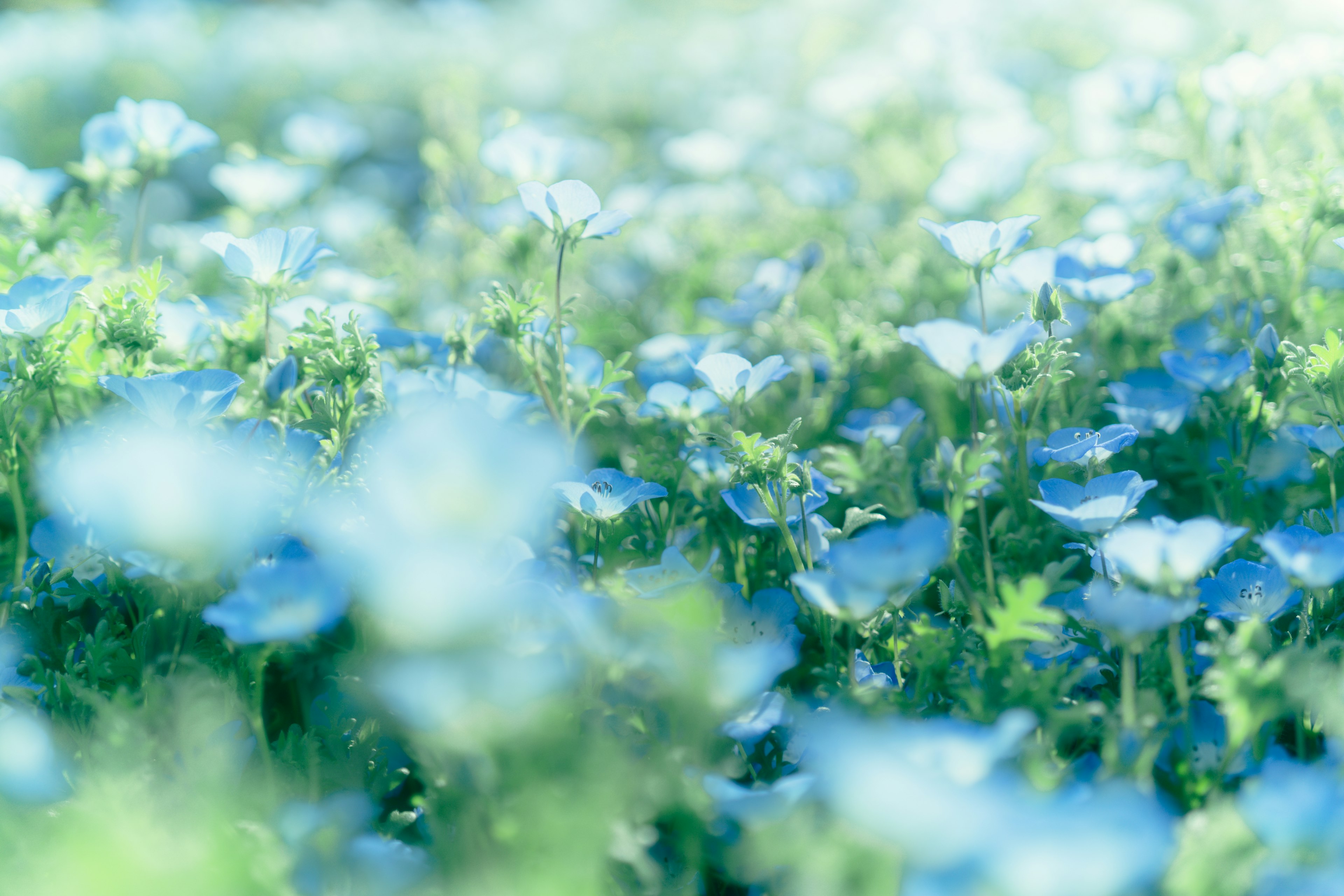 Un bel campo di fiori blu in fiore