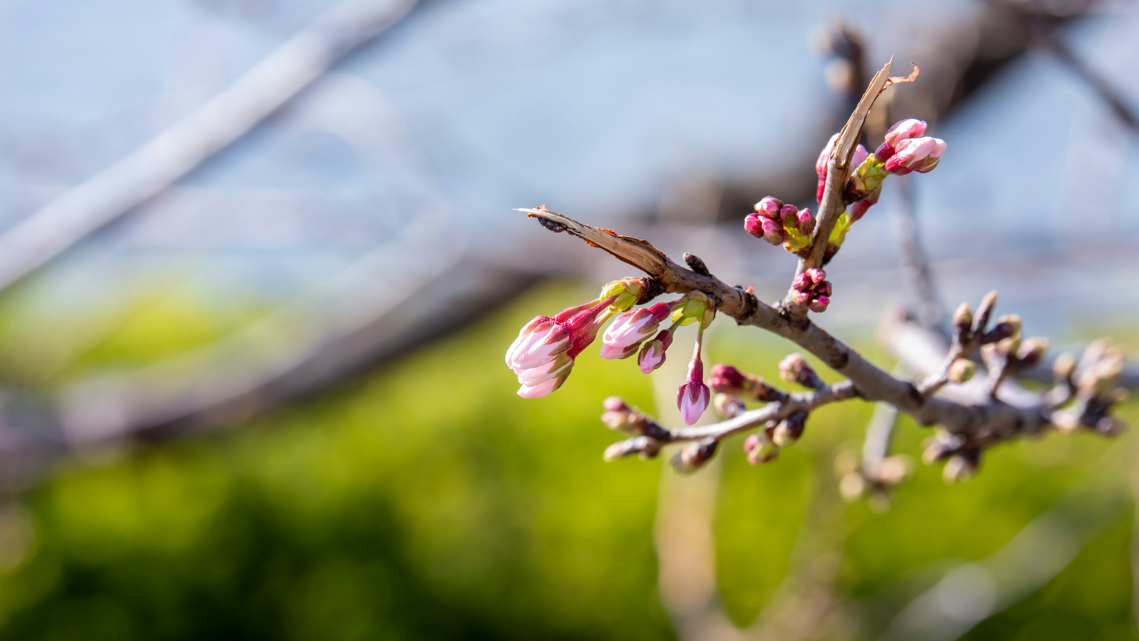 Cherry blossom buds preparing to bloom under a blue sky