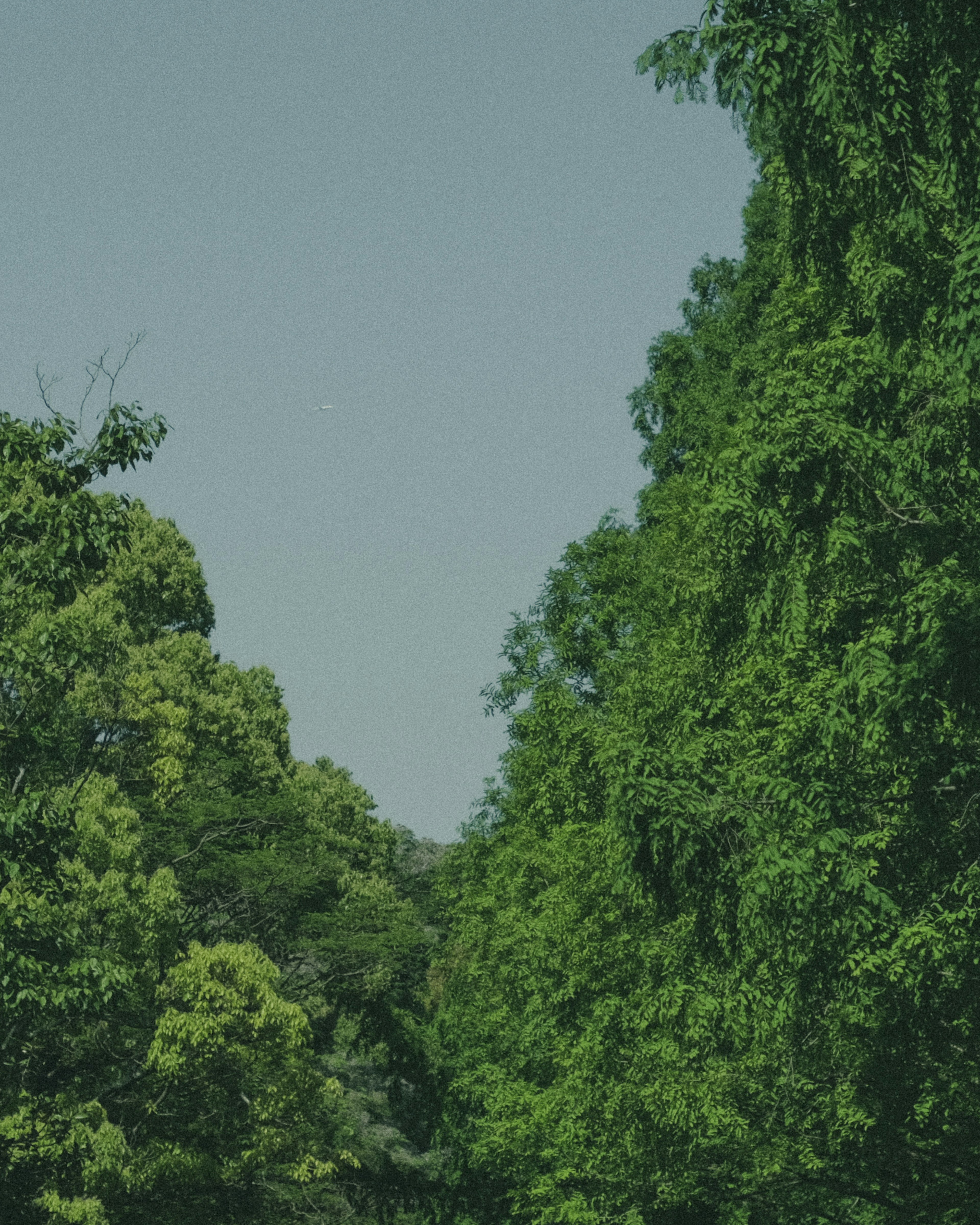 Paesaggio con alberi verdi lussureggianti sotto un cielo blu