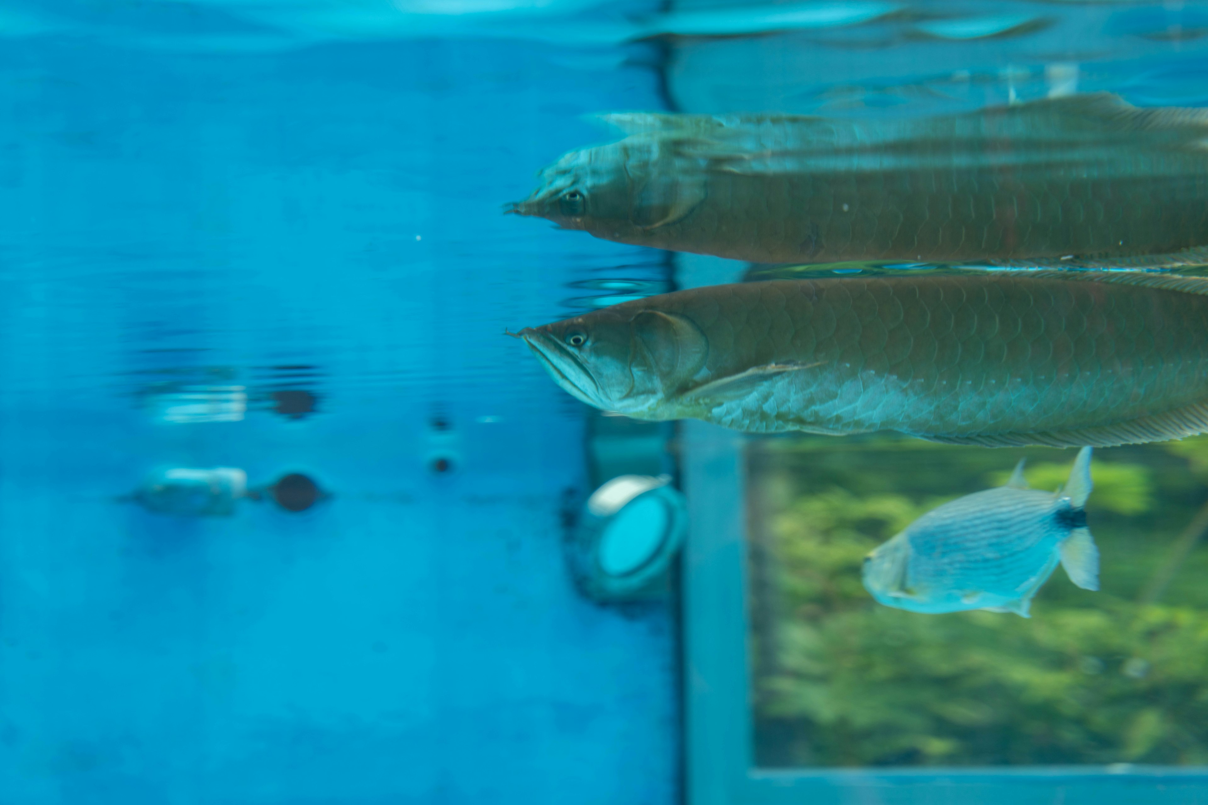 Imagen de peces nadando en un acuario azul