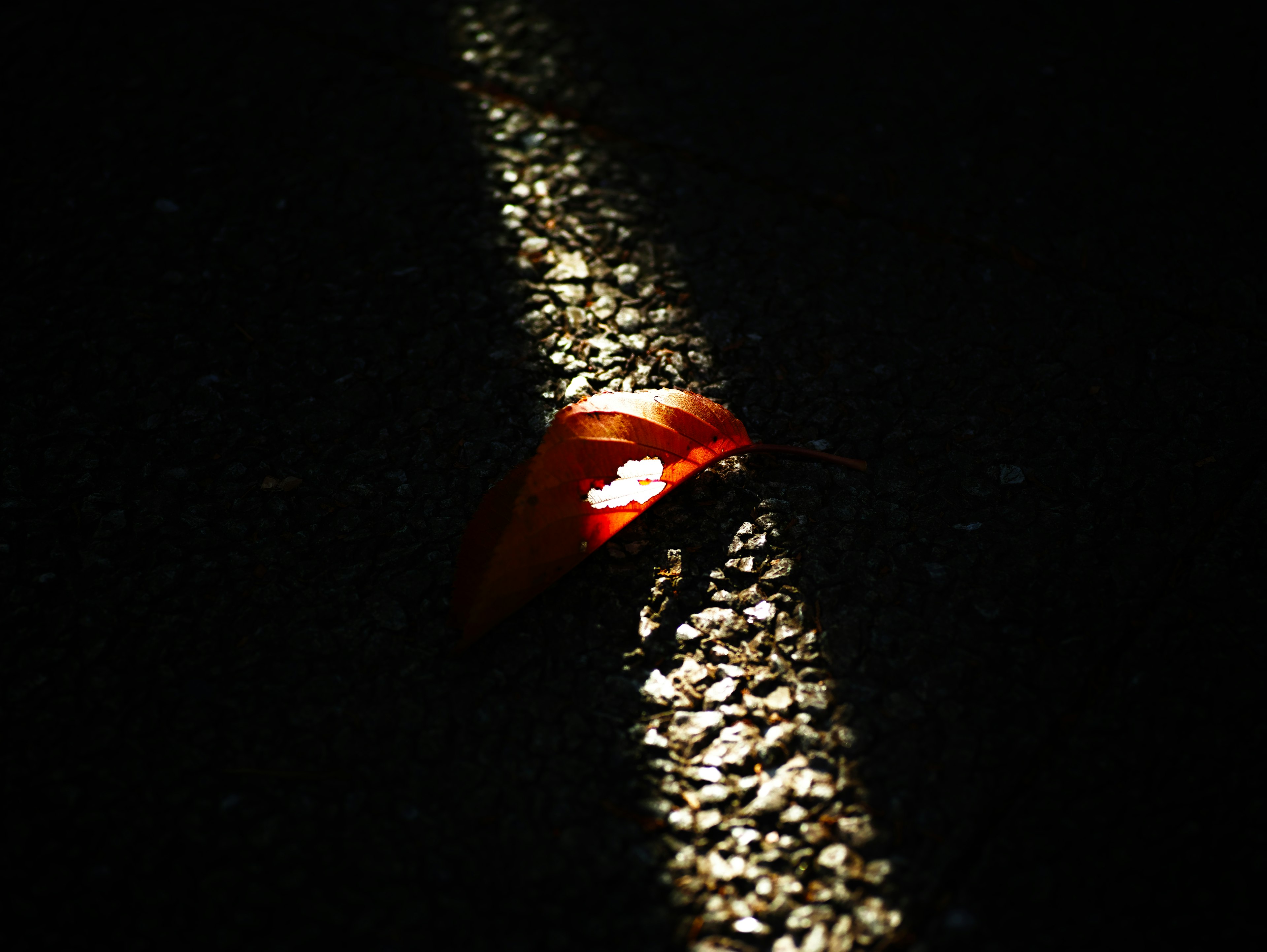 Ein leuchtendes rotes Blatt auf einer dunklen Straßenoberfläche mit reflektierendem Licht