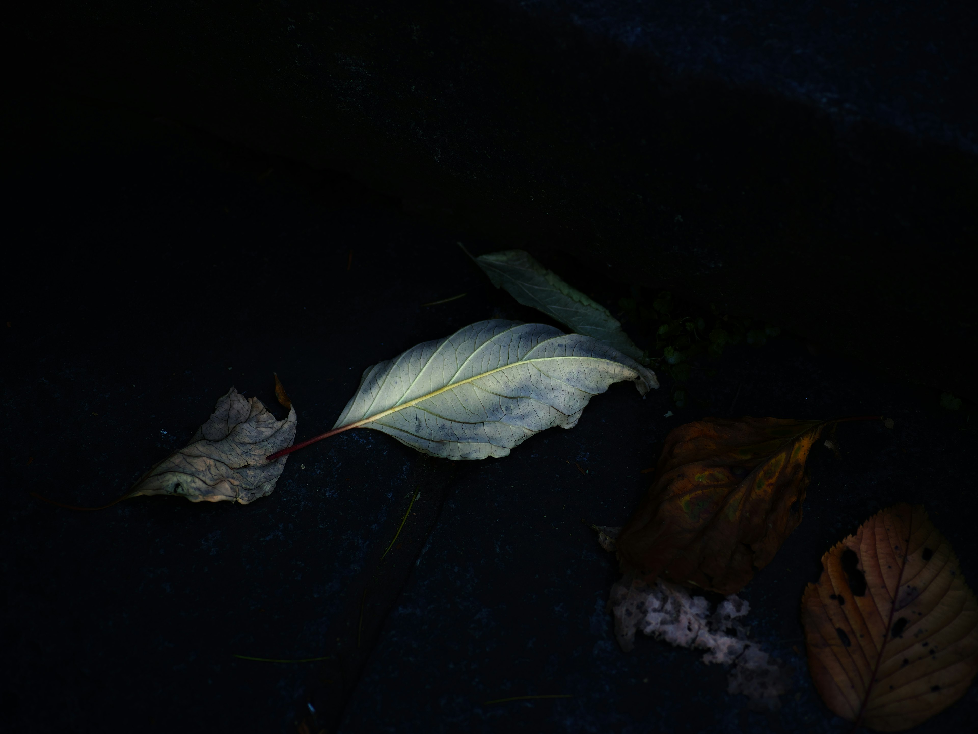 A white leaf and brown leaves on a dark background