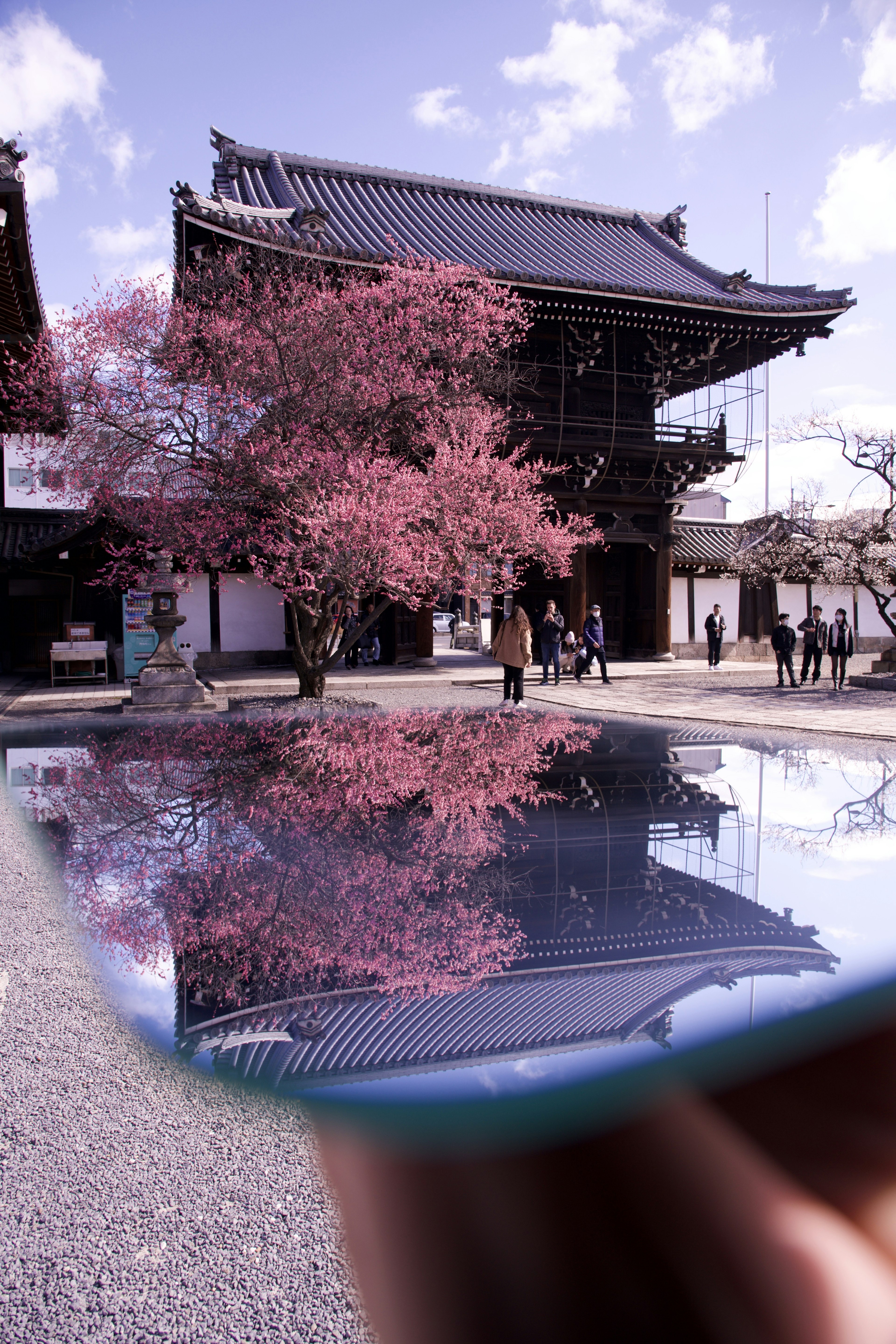 Pemandangan indah dengan refleksi pohon sakura merah muda dan bangunan Jepang tradisional