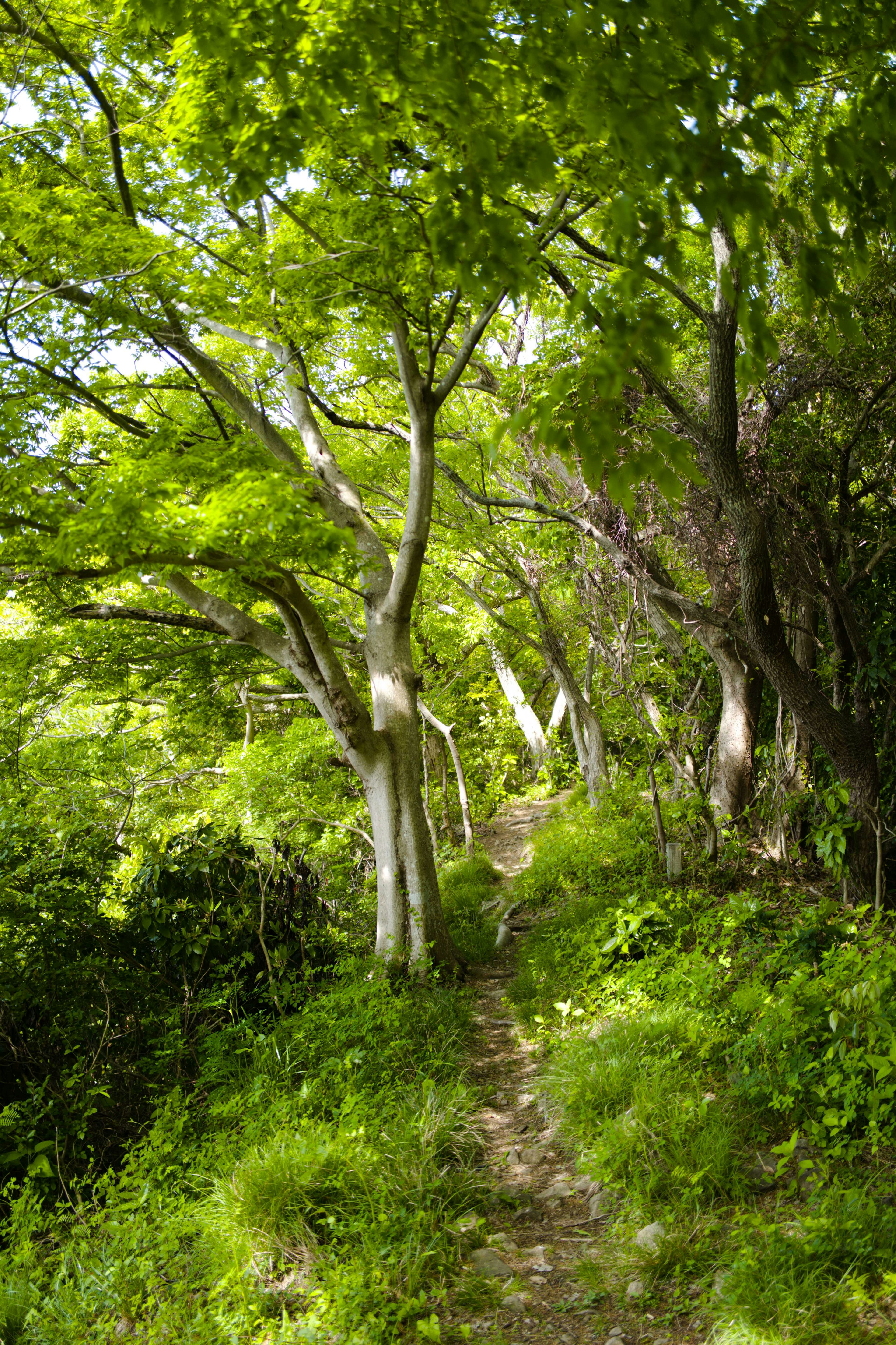 Sentier serein entouré d'arbres verdoyants