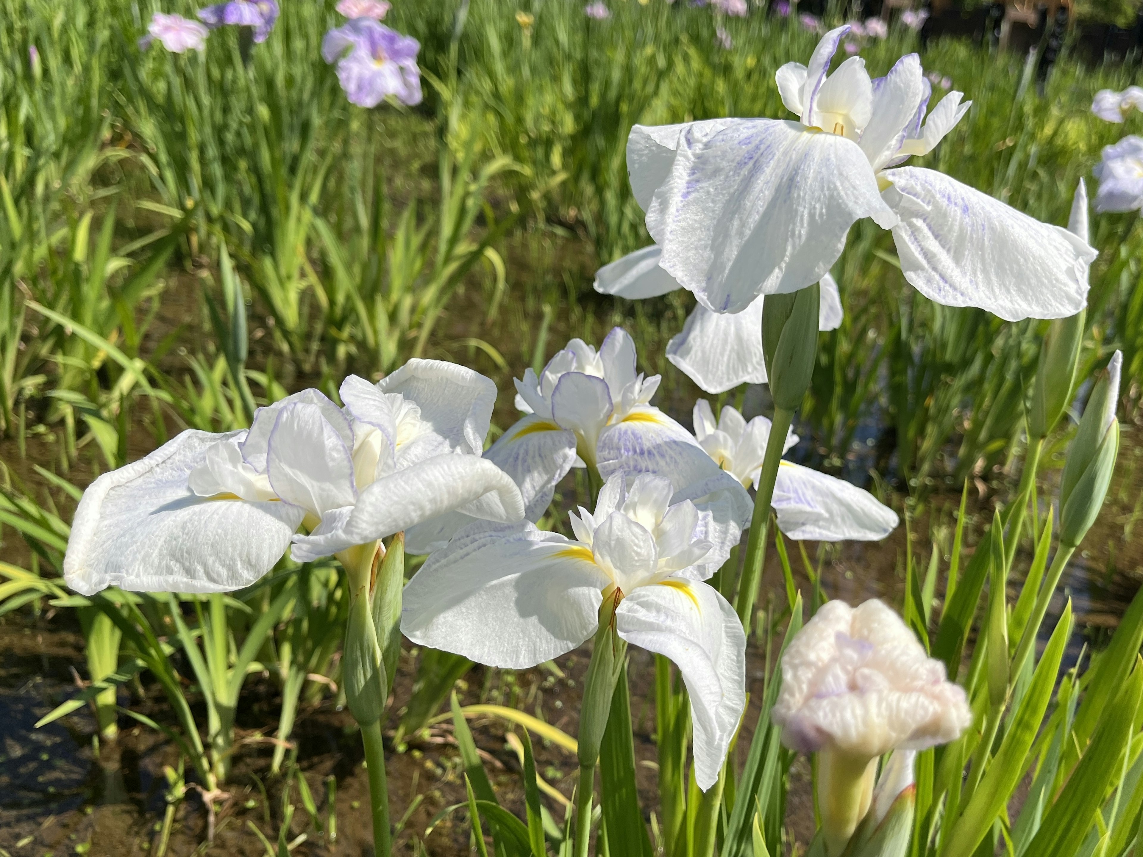 A scene of white flowers blooming in a wetland area