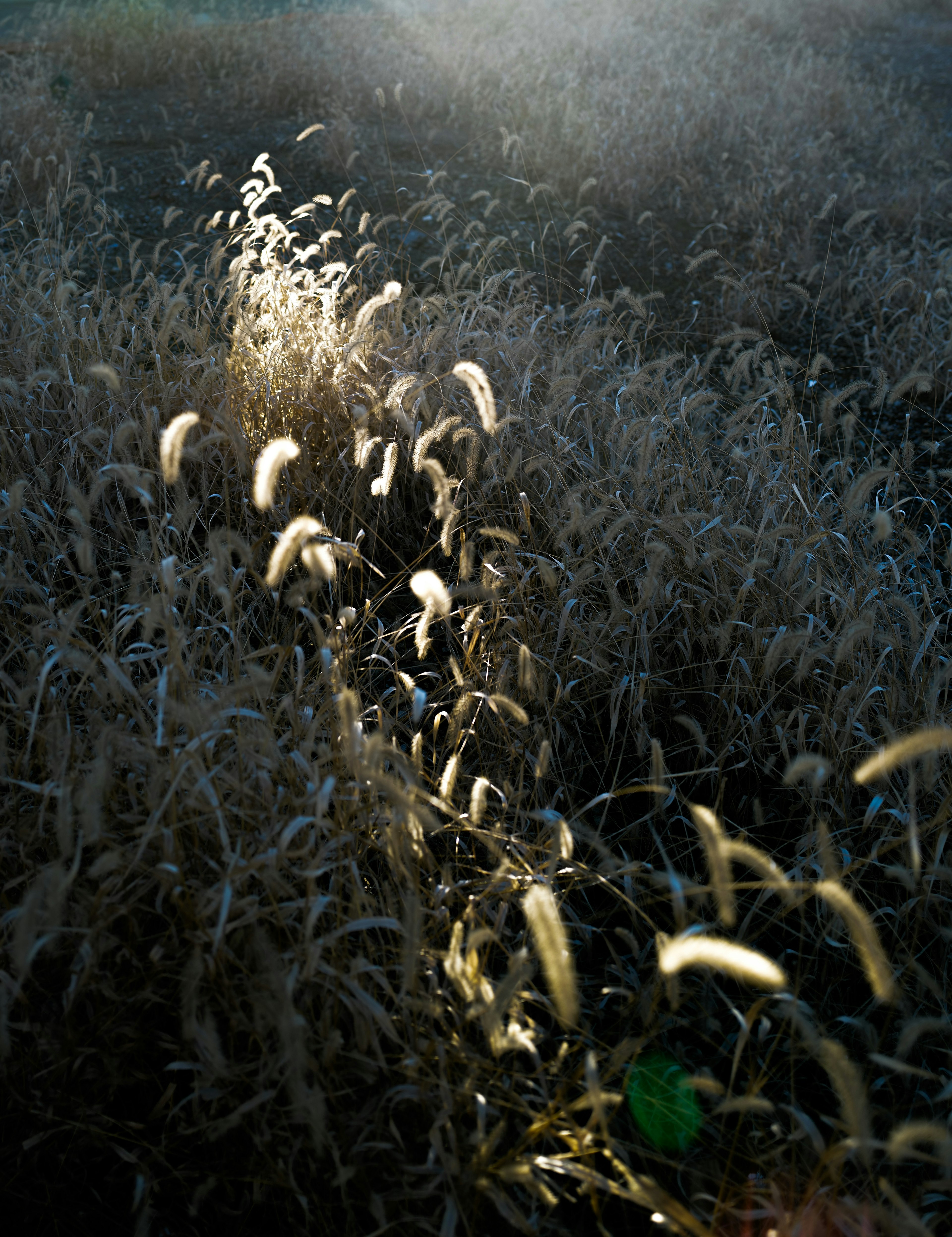 Pathway through a grass field illuminated by sunlight