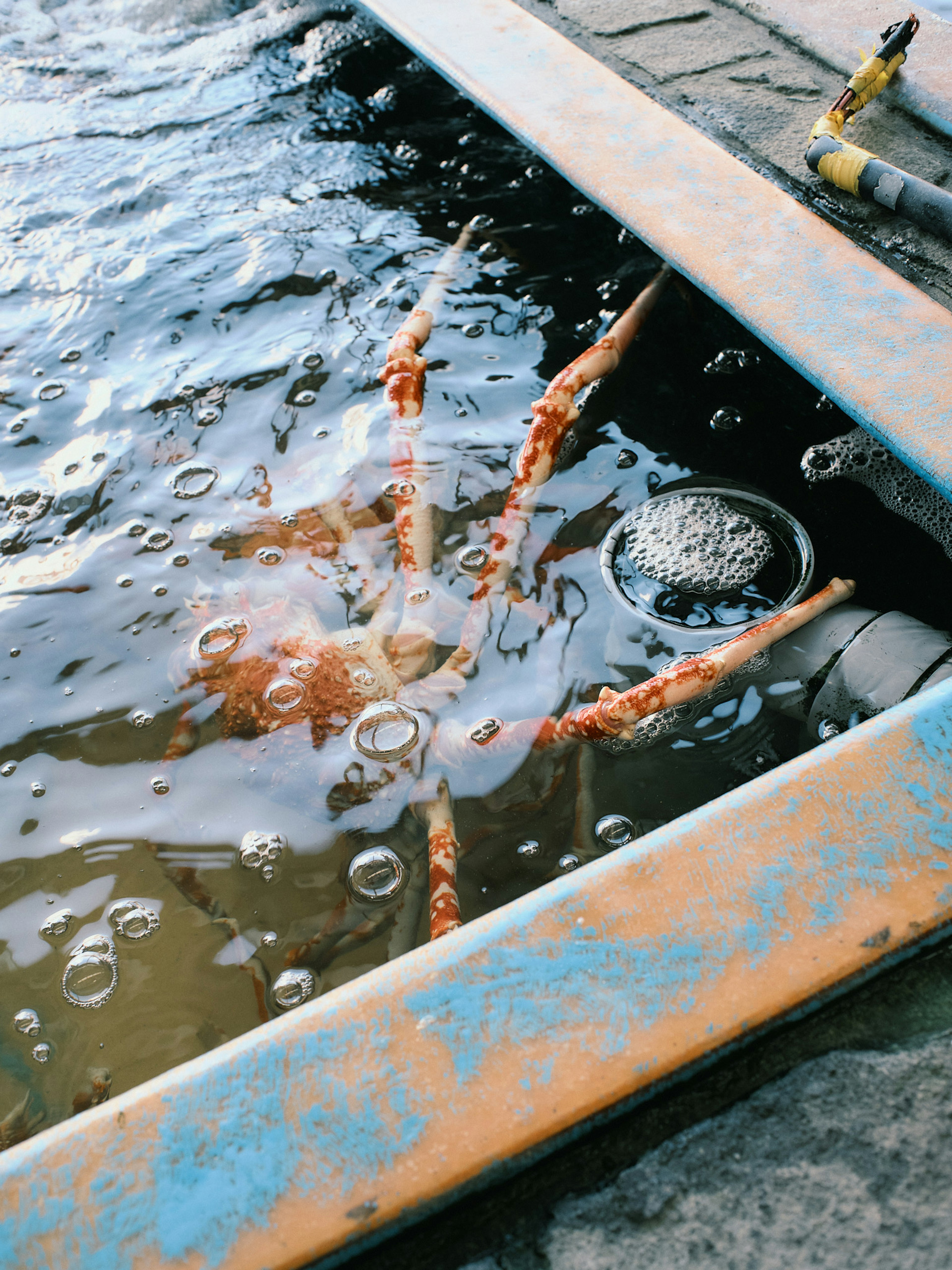 Gambar menunjukkan kaki kepiting terendam di air dengan gelembung