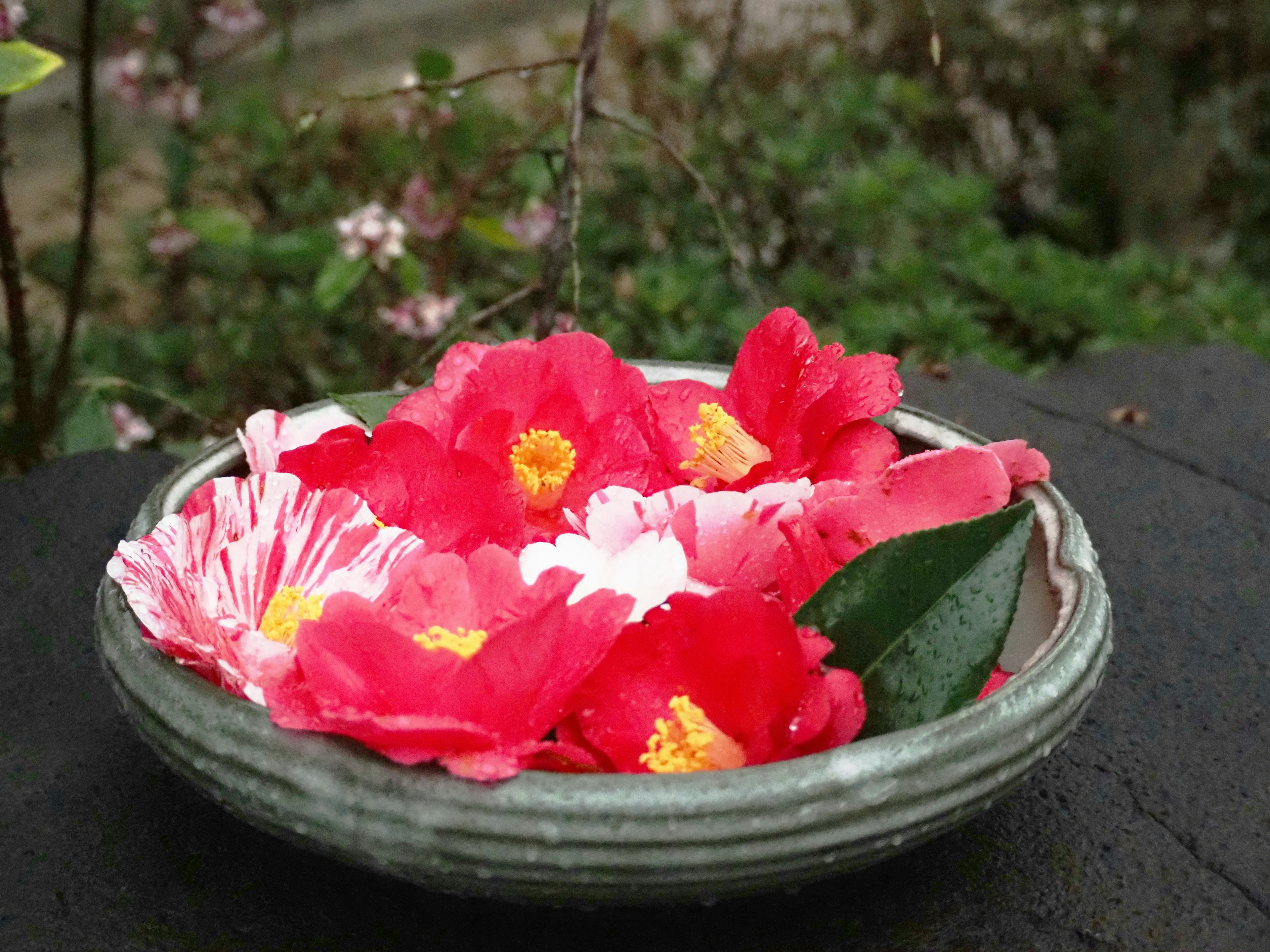 A ceramic bowl filled with floating red camellia flowers