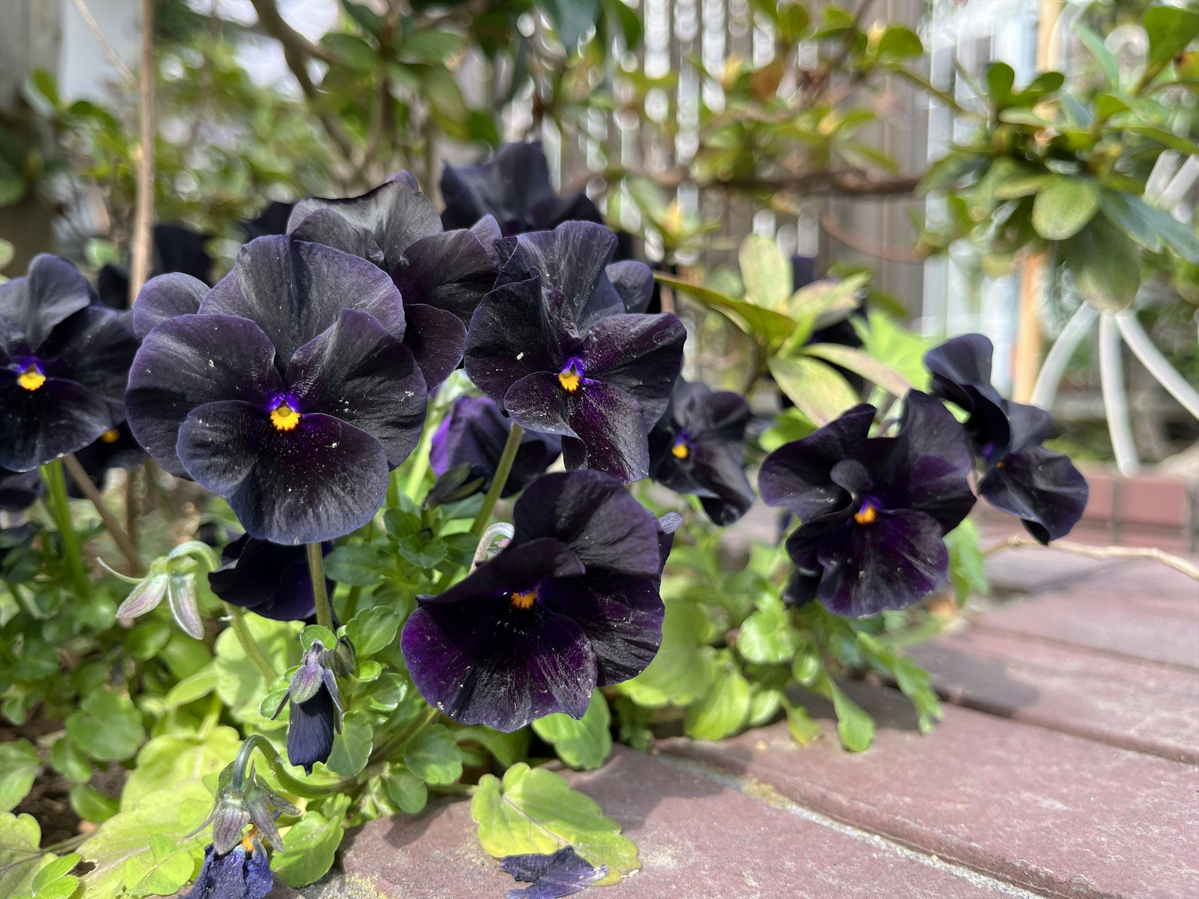 Cluster of dark purple pansy flowers in a garden