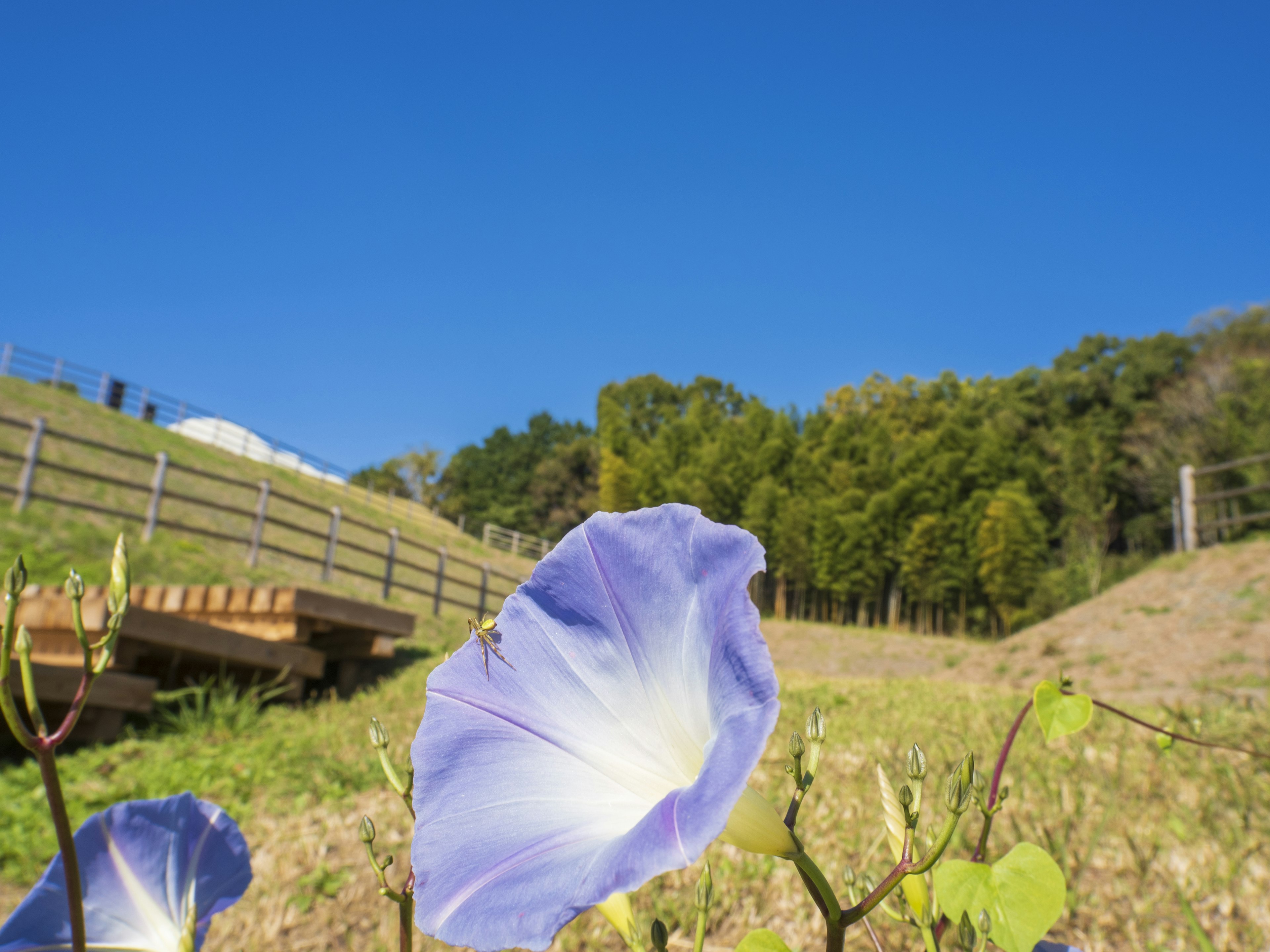 Purple morning glory flower under a clear blue sky with green hills