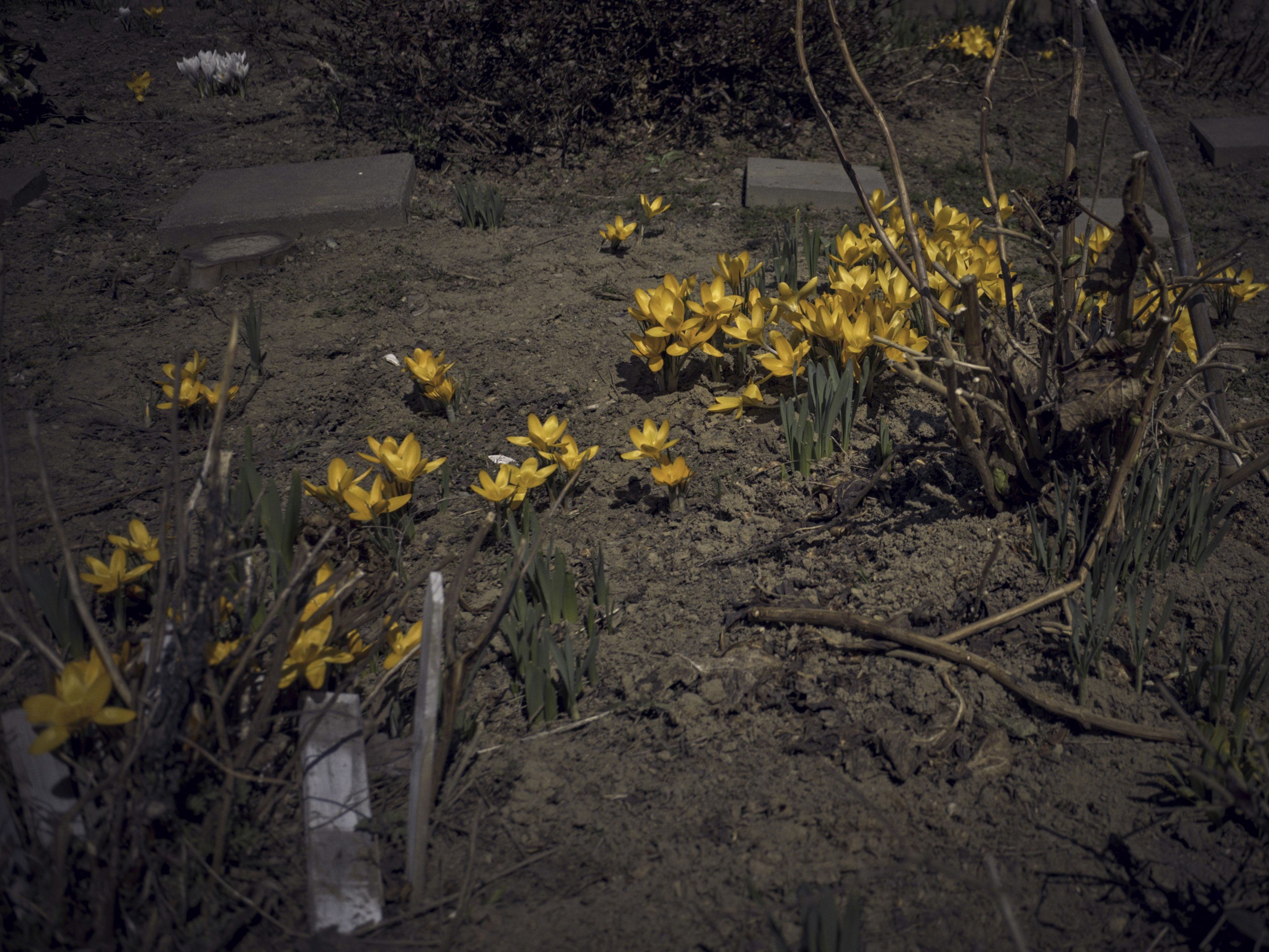 Paesaggio con fiori gialli che fioriscono sul terreno