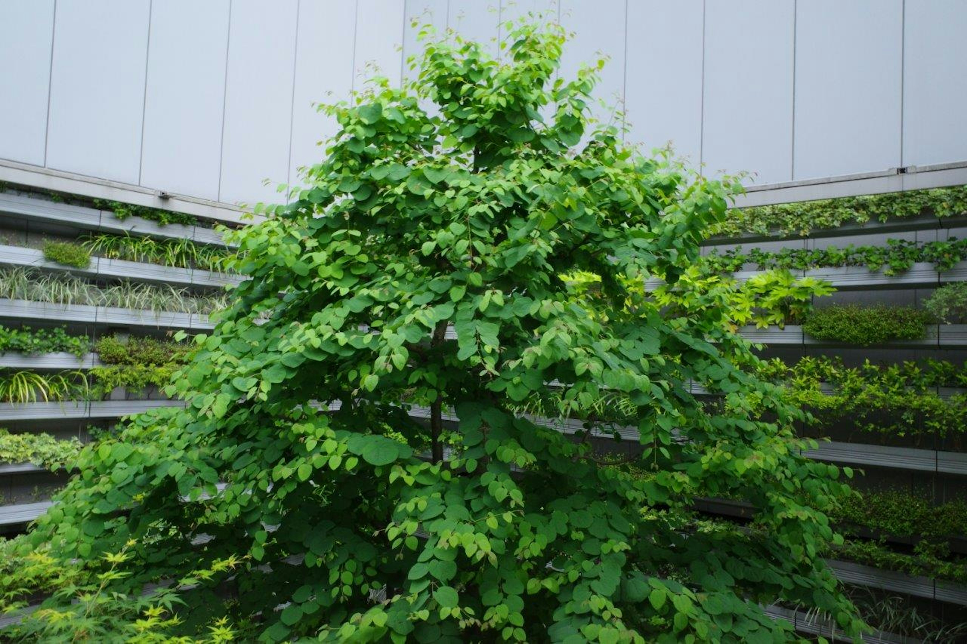 Lush green tree in an outdoor setting