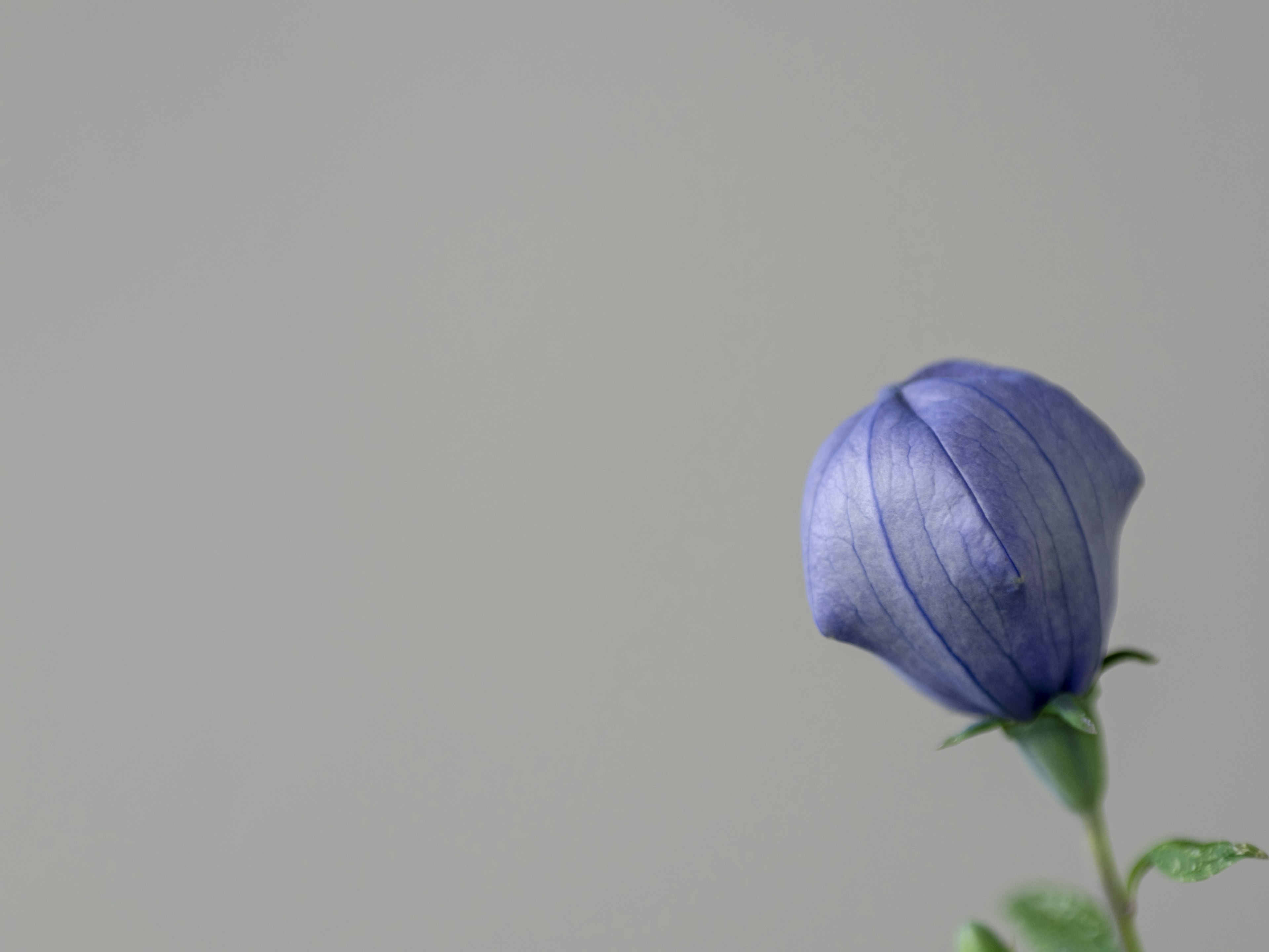 Image of a flower bud in light purple color