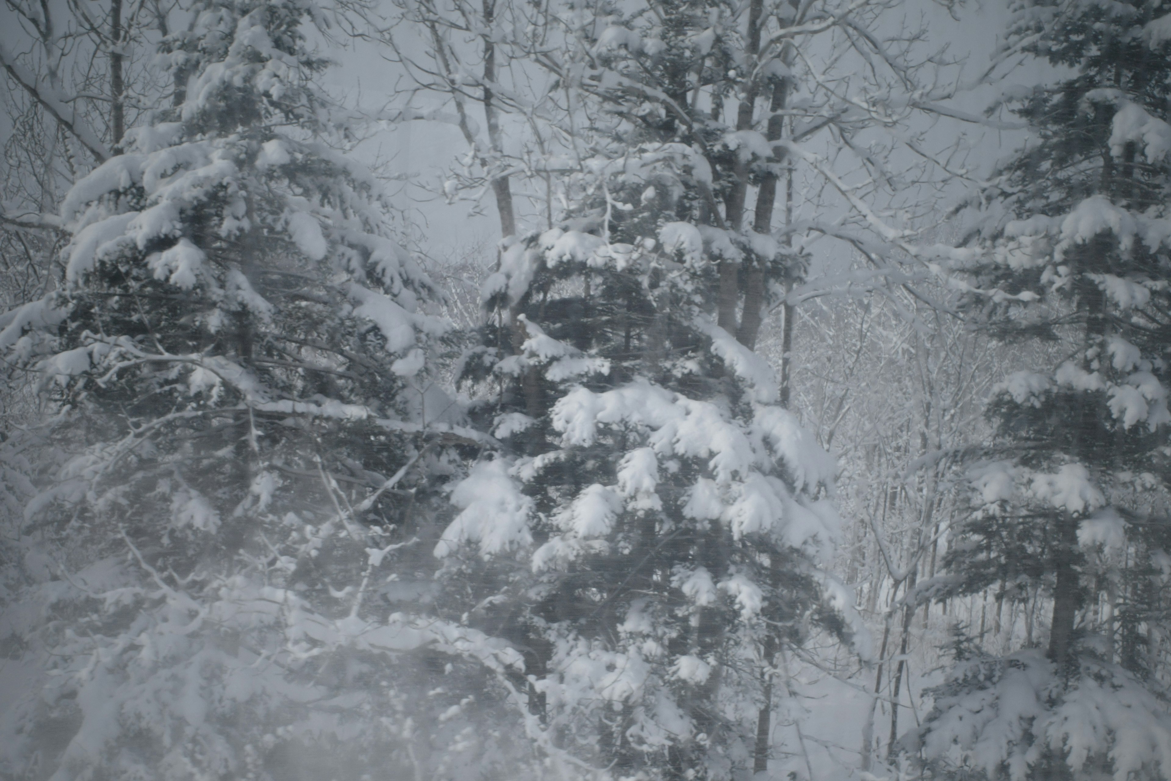 Snow-covered trees in a serene winter landscape