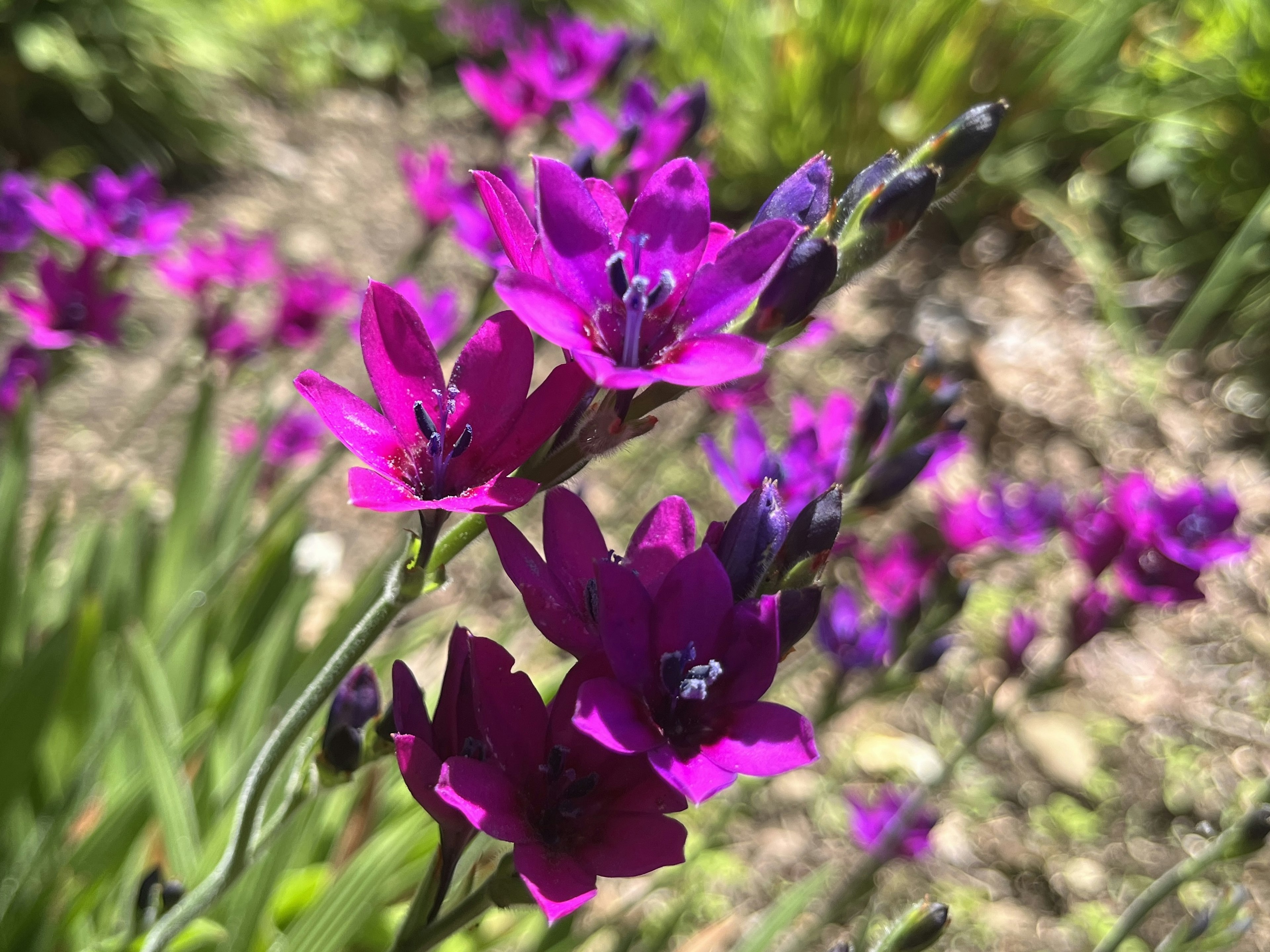 鮮やかな紫色の花が咲いている風景