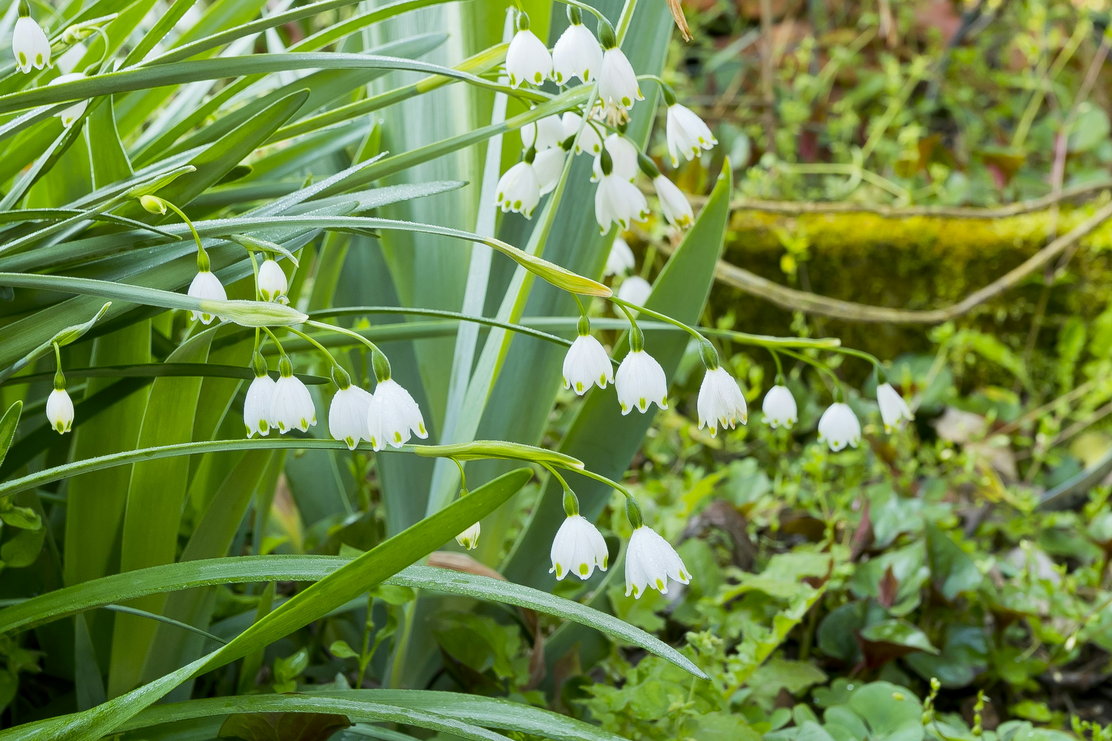 Une scène de jardin avec des fleurs de perce-neige blanches fleurissant parmi des feuilles vertes