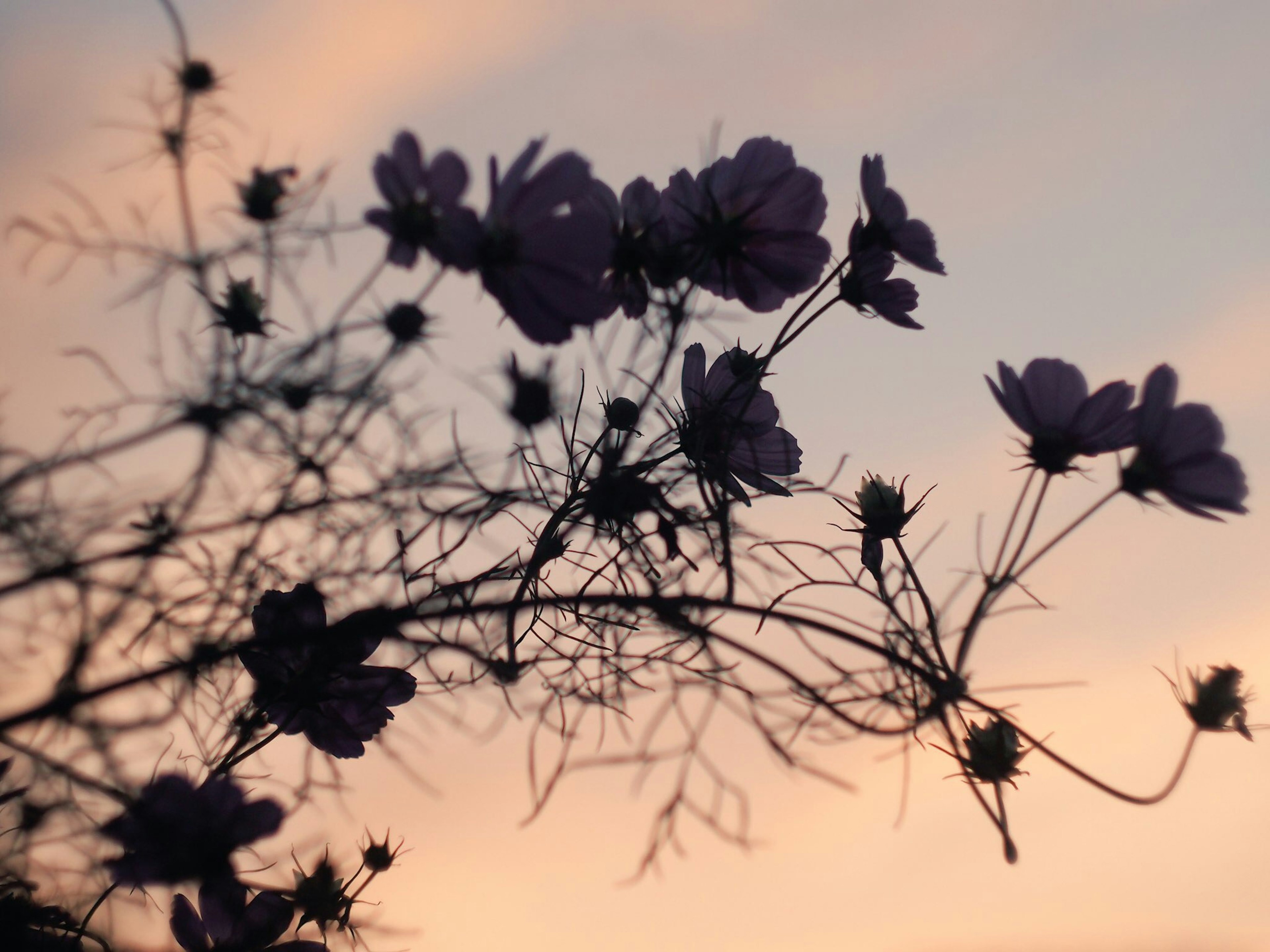 夕陽天空背景下的紫色花朵輪廓