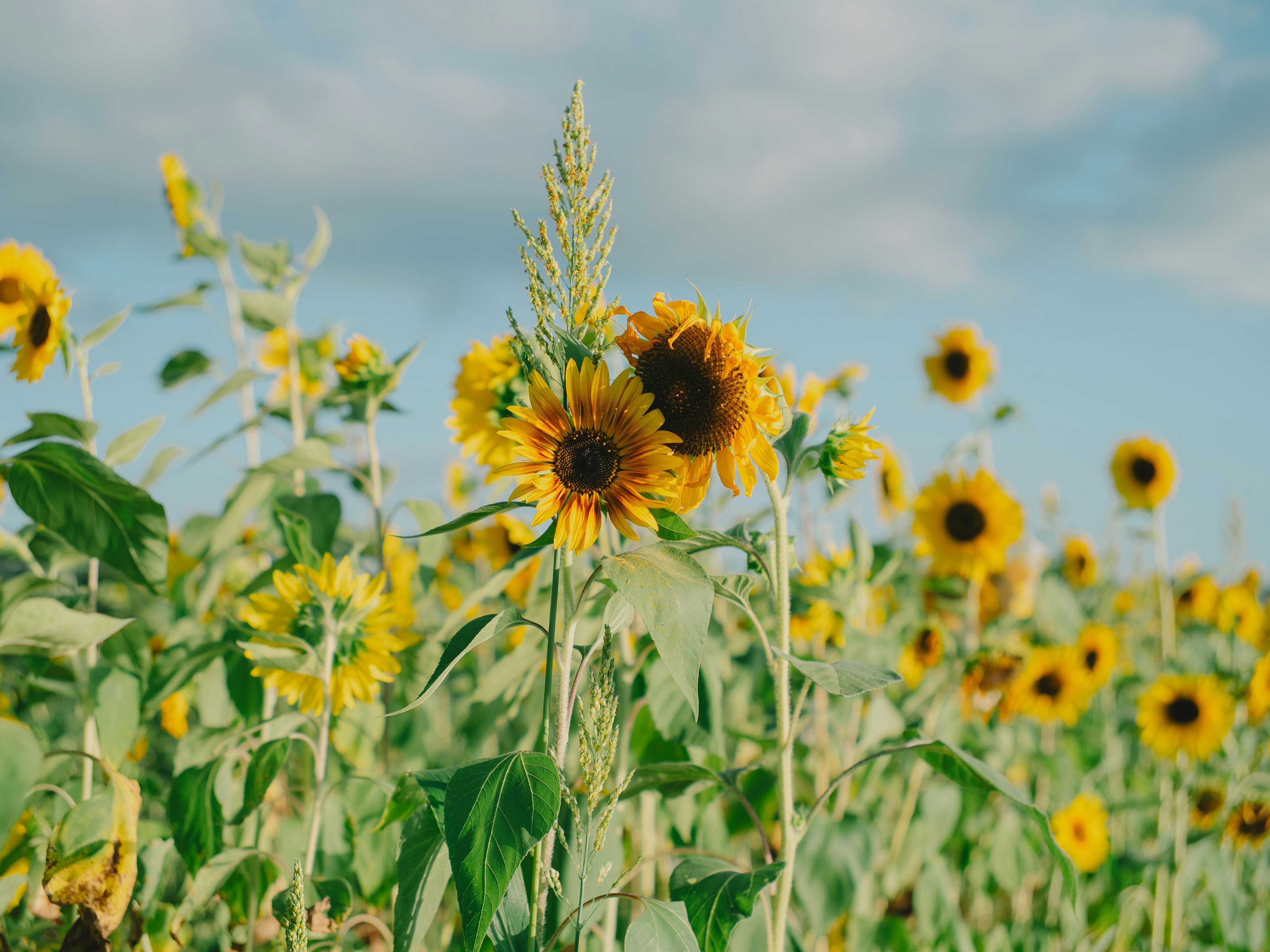 Primo piano di girasoli in un campo sotto un cielo blu