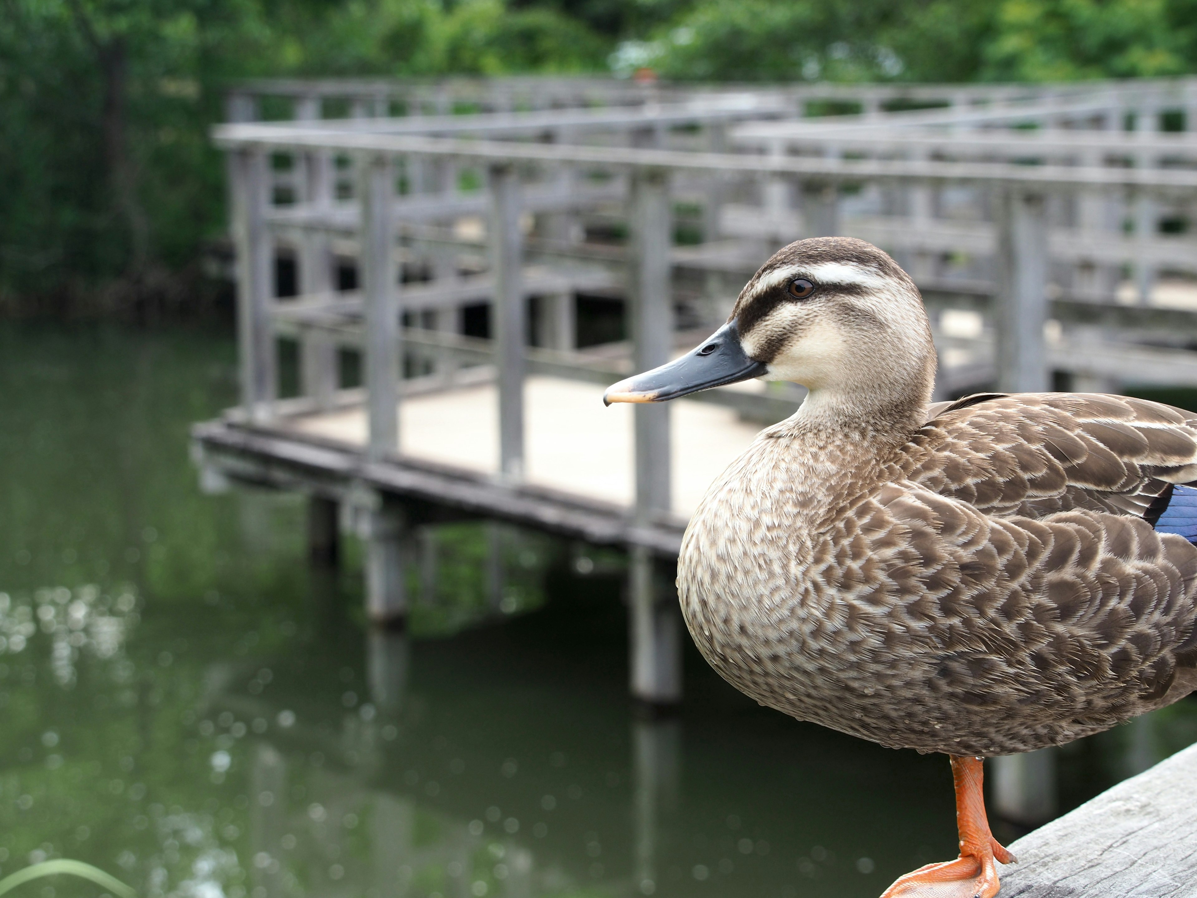 Profil eines Stockentens am Wasser mit einem Holzsteg im Hintergrund