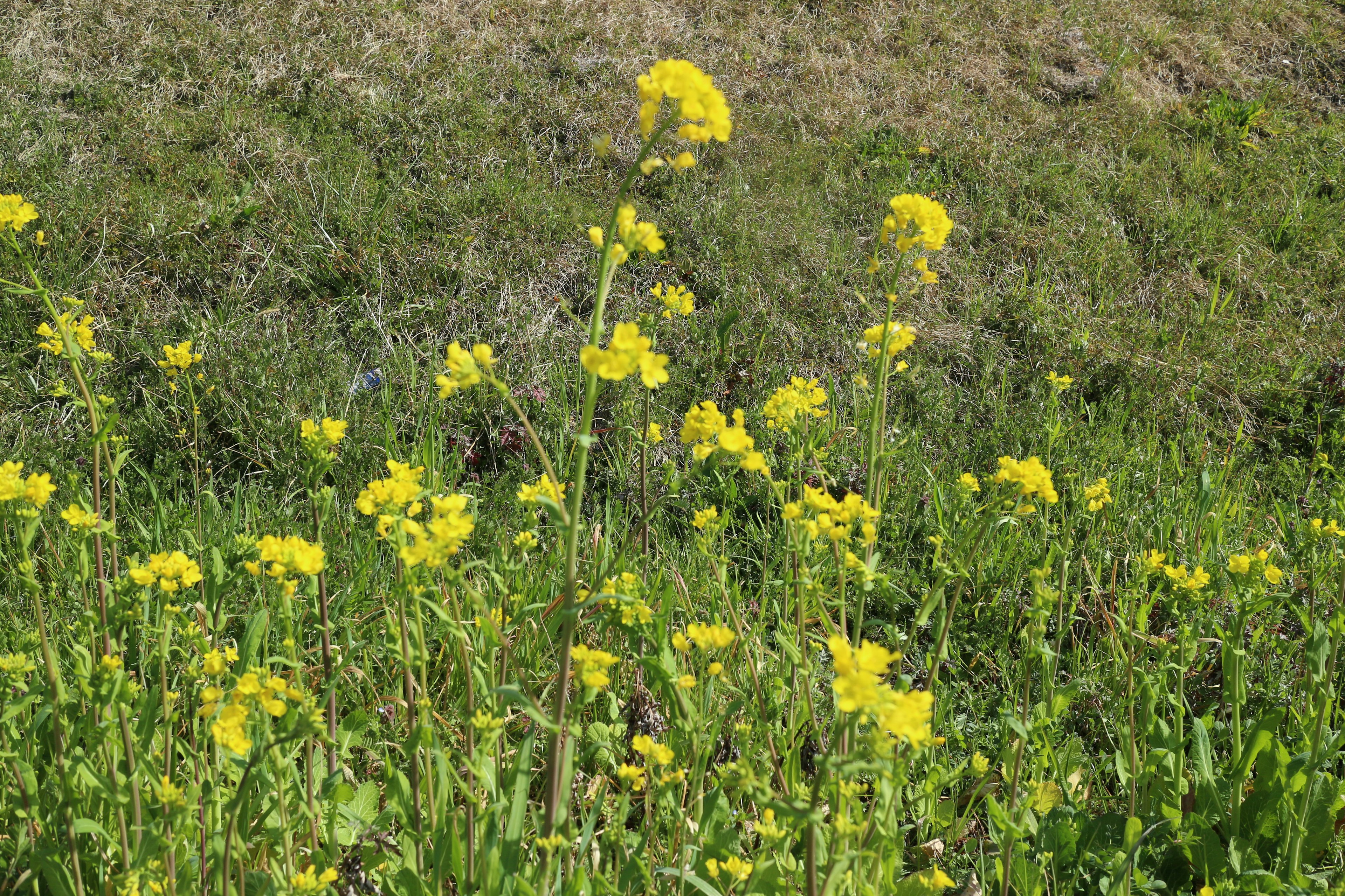 Field of bright yellow flowers with green foliage