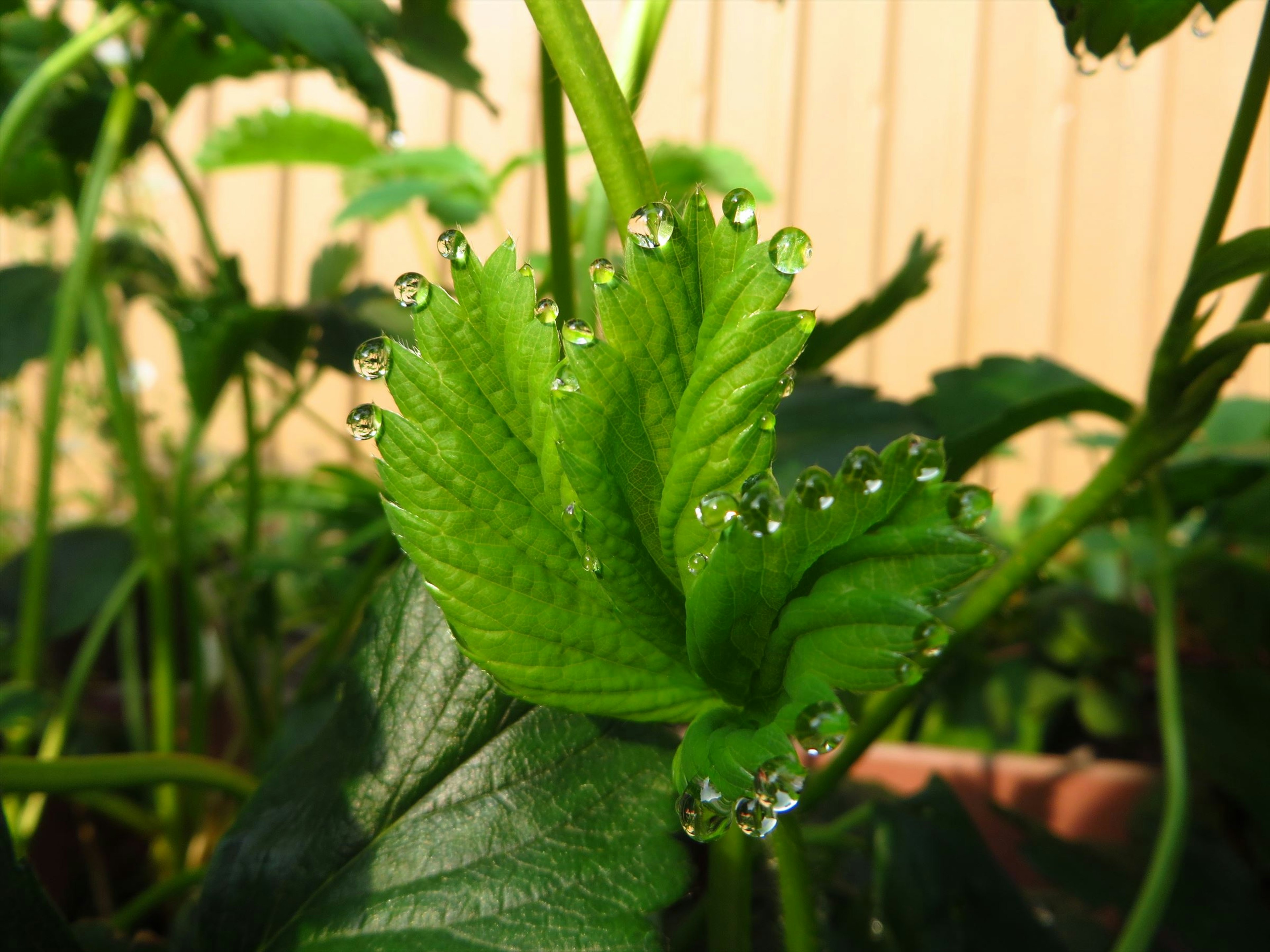 緑の葉に水滴が付いている植物のクローズアップ