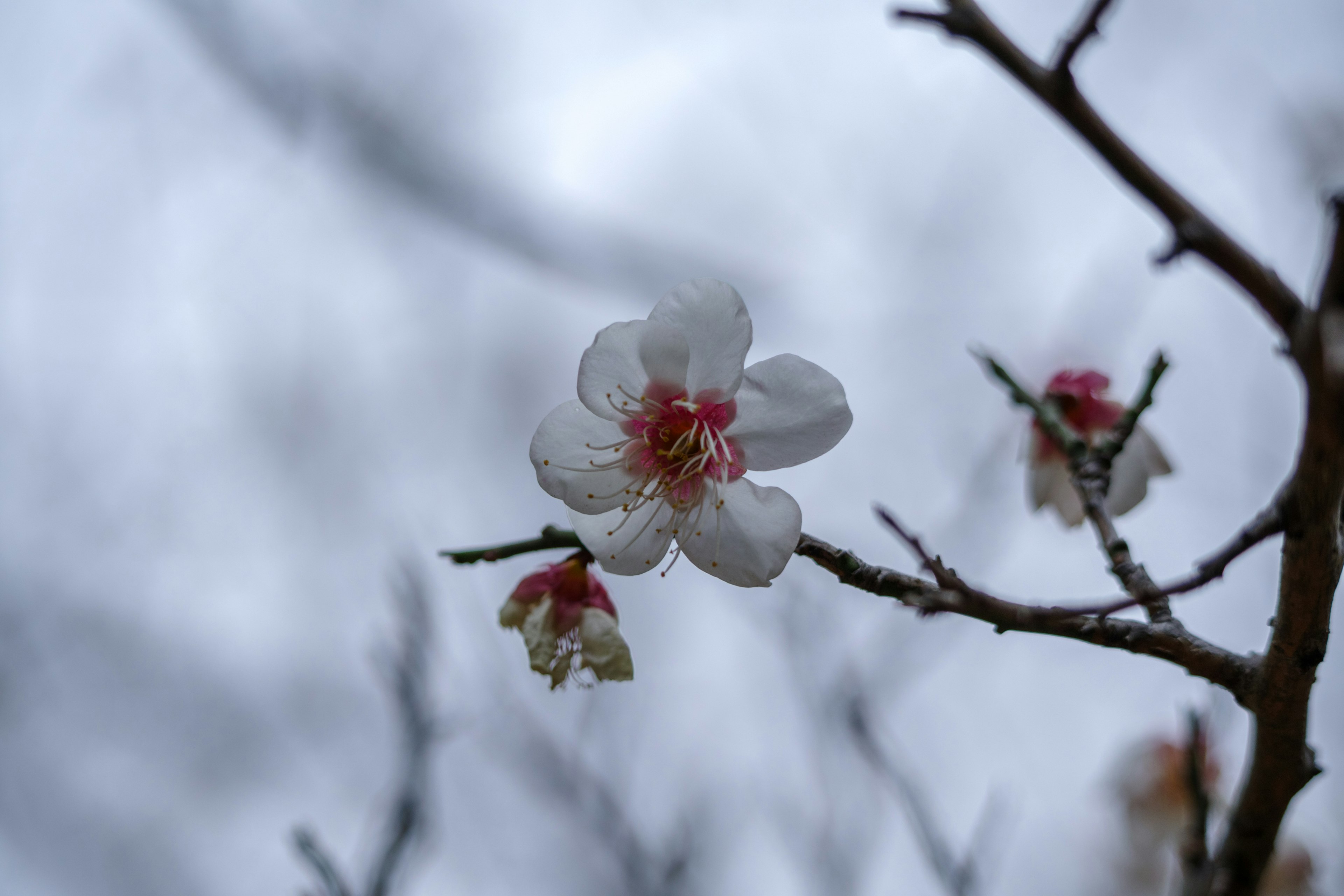 Cherry blossom with white petals and pink stamen