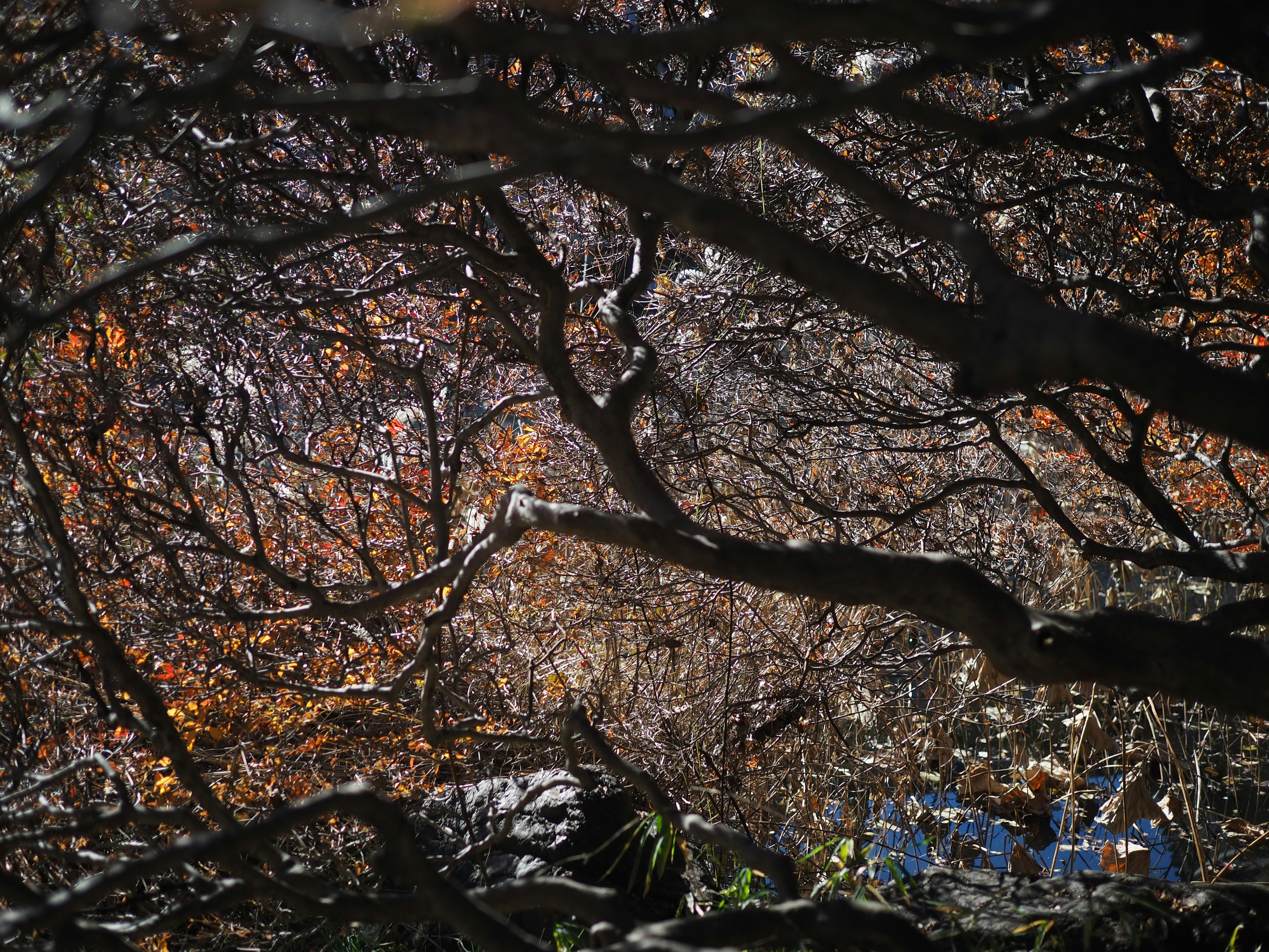 Verschlungene dunkle Äste mit Anklängen an herbstliche Farben im Hintergrund, die eine ruhige Szene schaffen