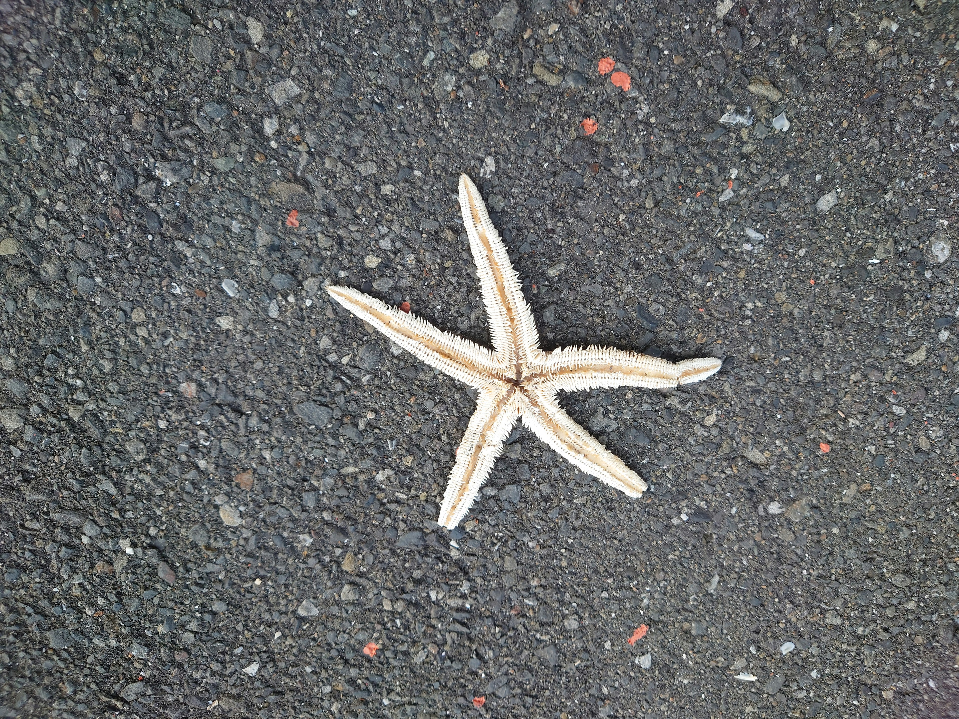 Étoile de mer sur une surface de gravier