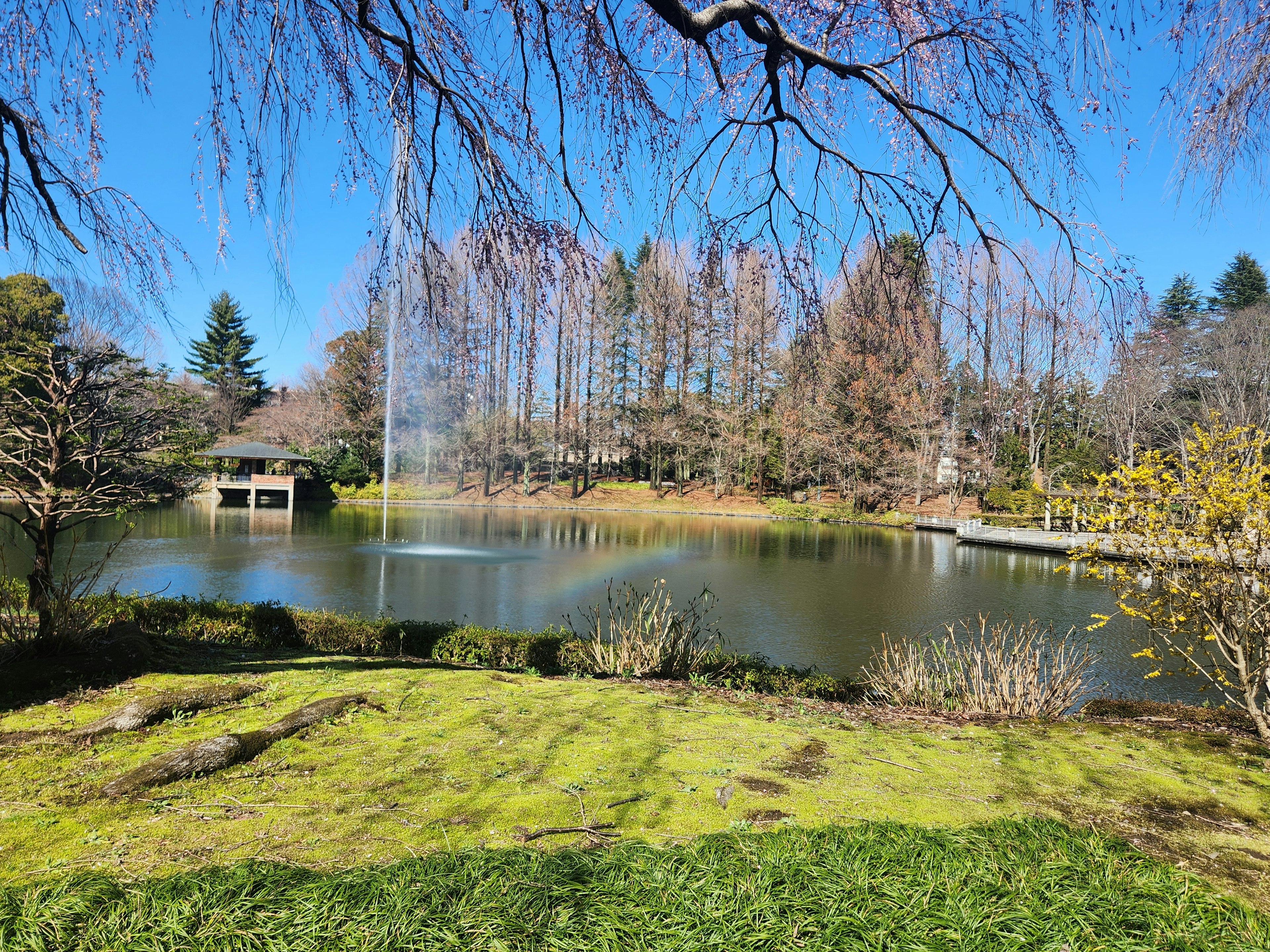 Vue pittoresque d'un lac calme entouré d'arbres