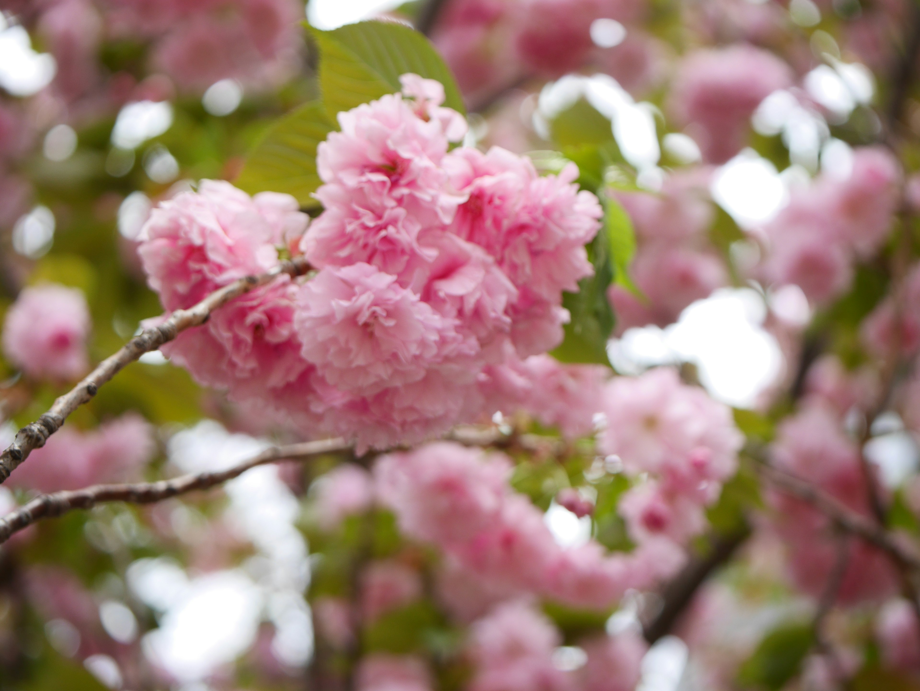 桜の花が咲いている枝のクローズアップ